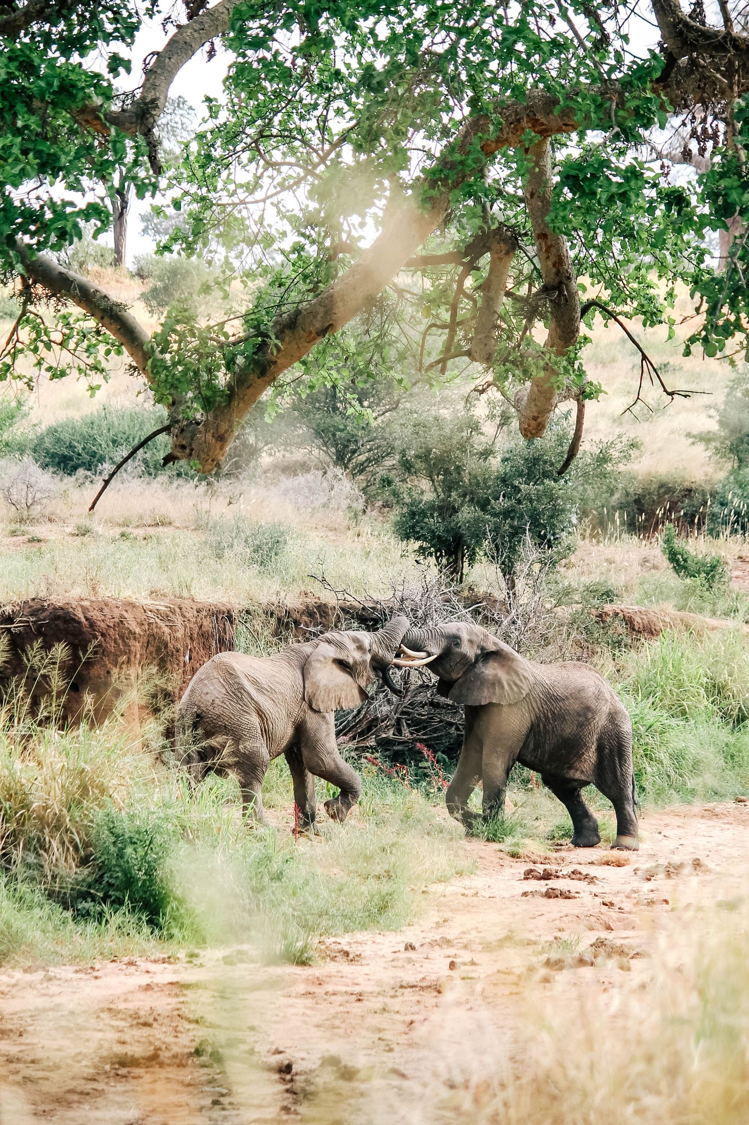 Two elephants playing in Tanzania