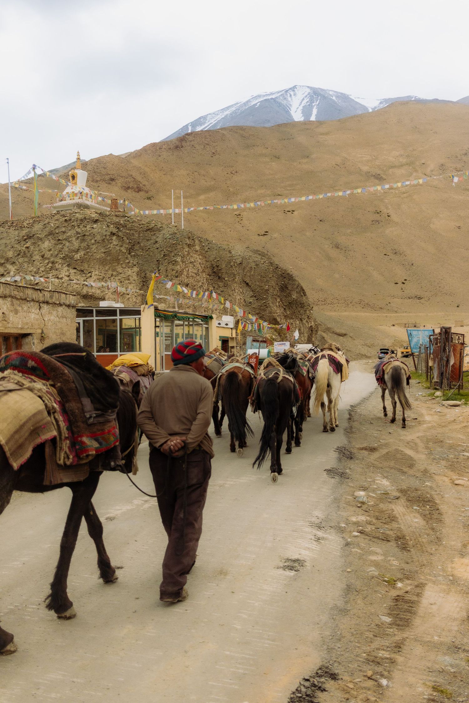 A man guiding his horses up a mountain in Northern India
