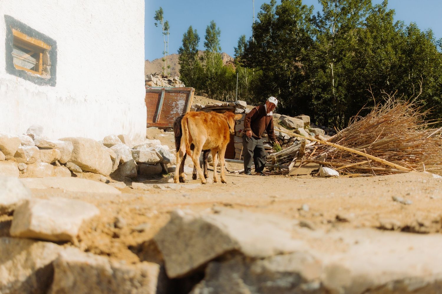 A man works in his garden with a cow