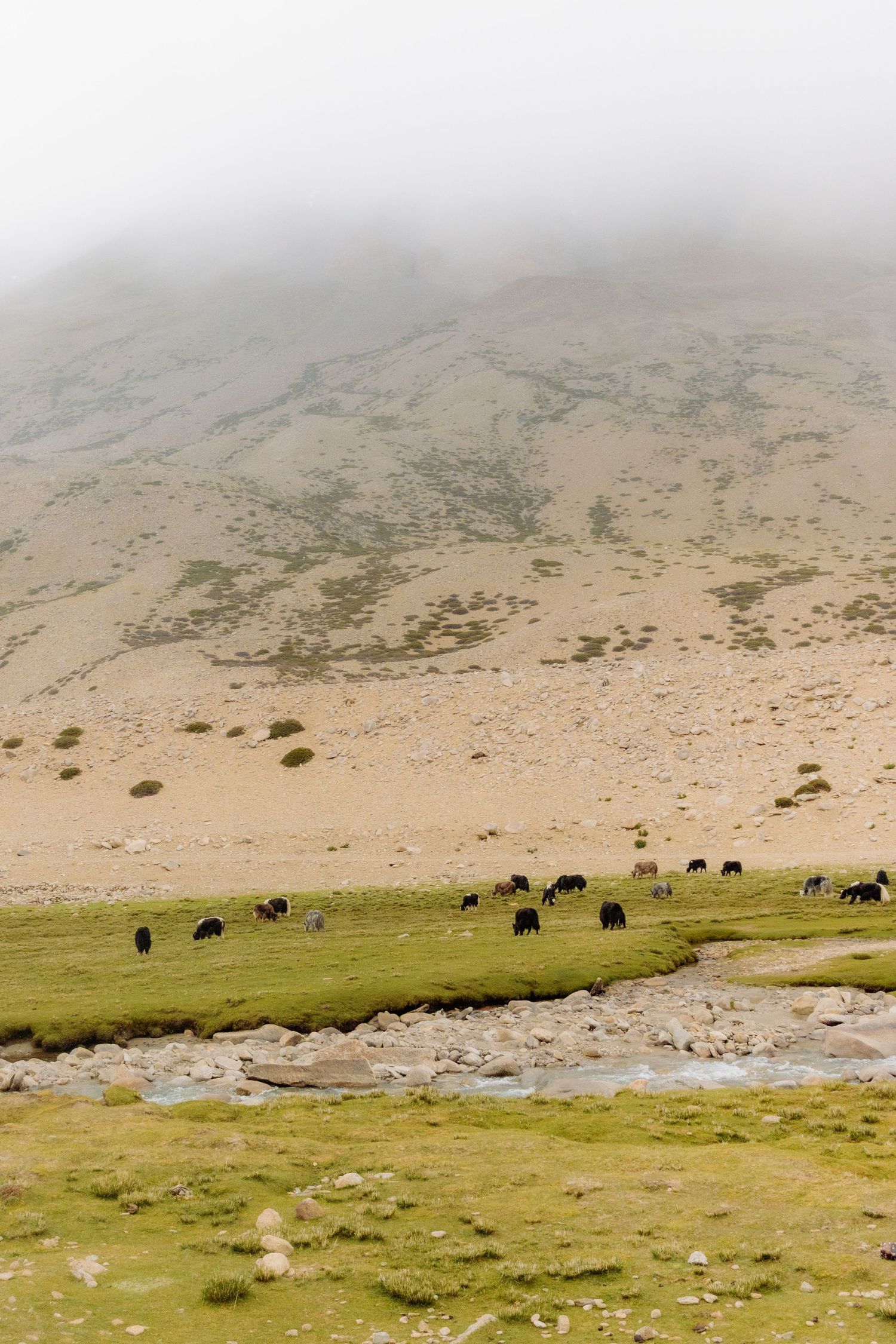 Yachts in the grasslands in Northern India