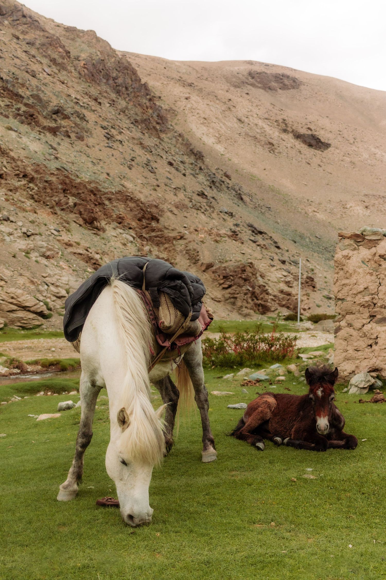 Horses eating grass in the mountains