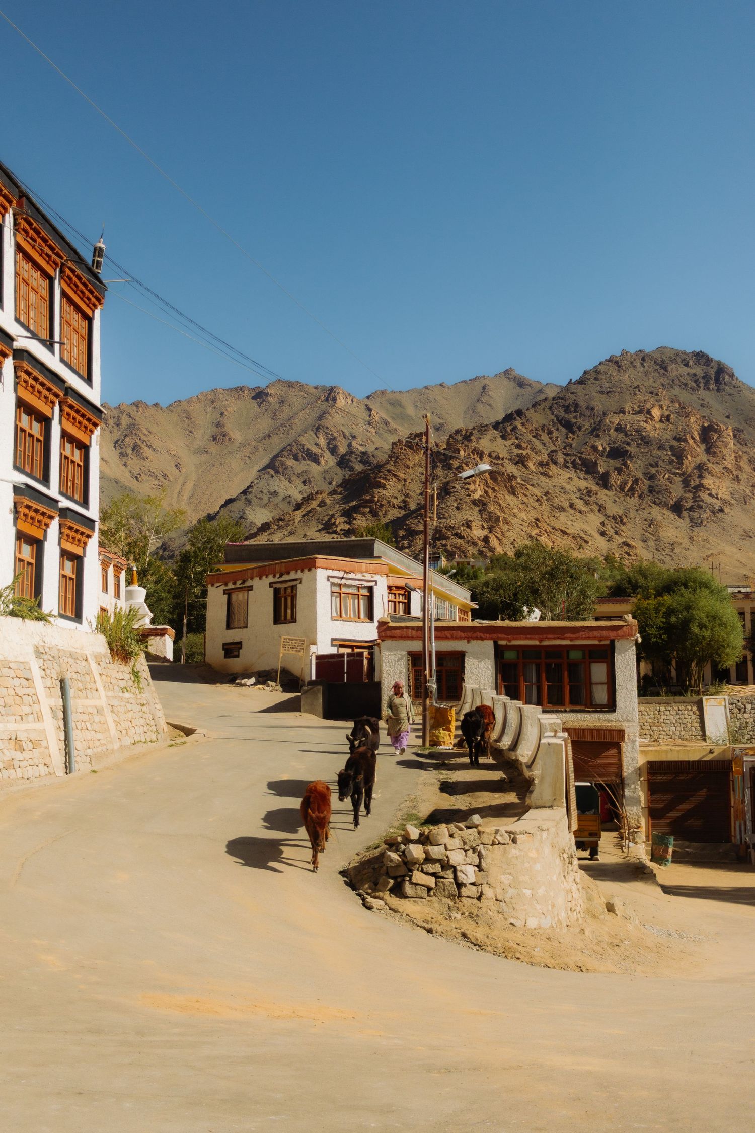 A man leads his cows down the street in Ladakh