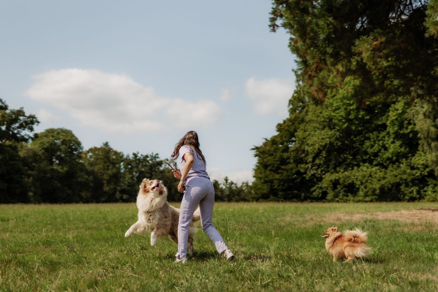 A vet playing with dogs in a park