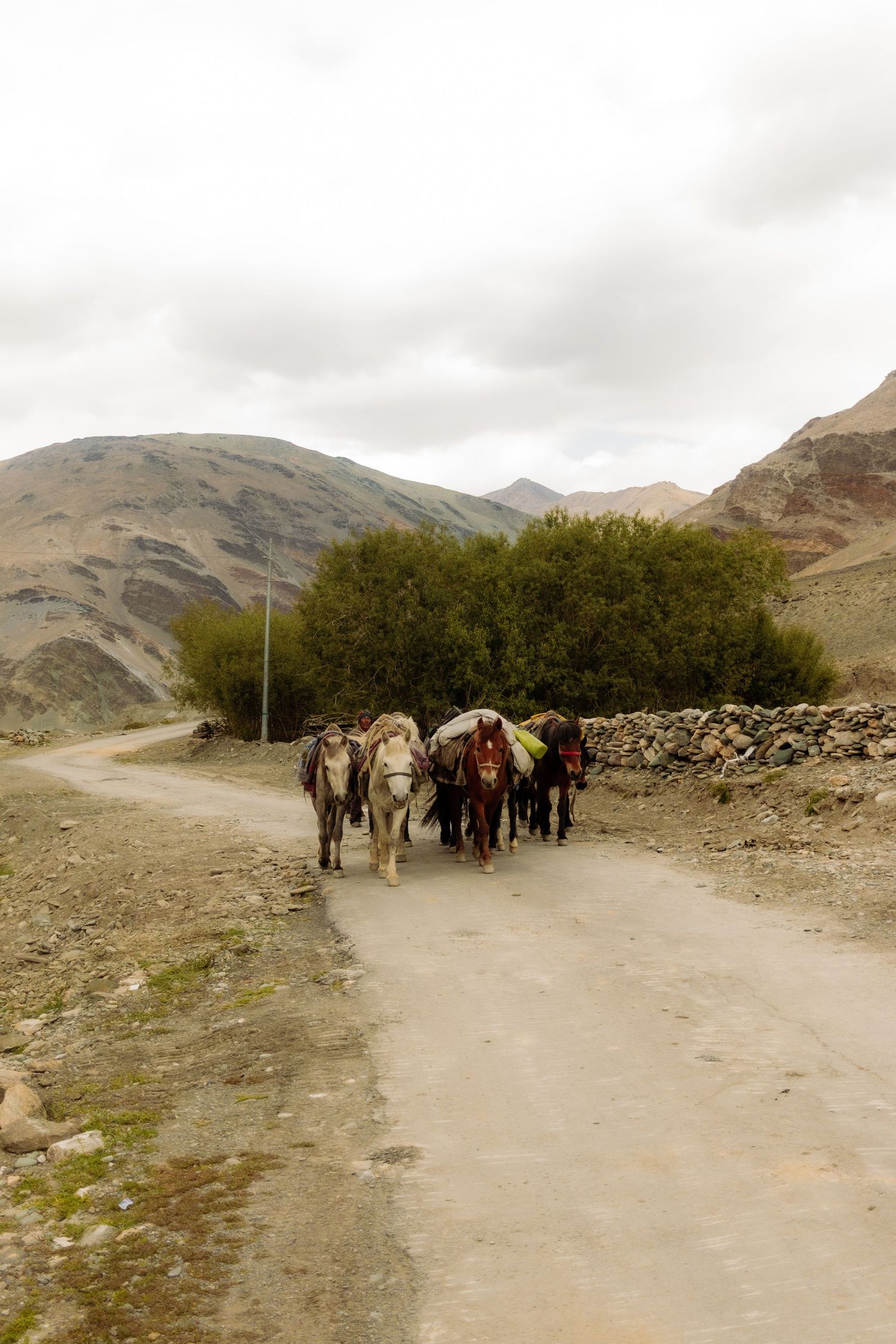 A man guides his horses in Ladakh, Northern India