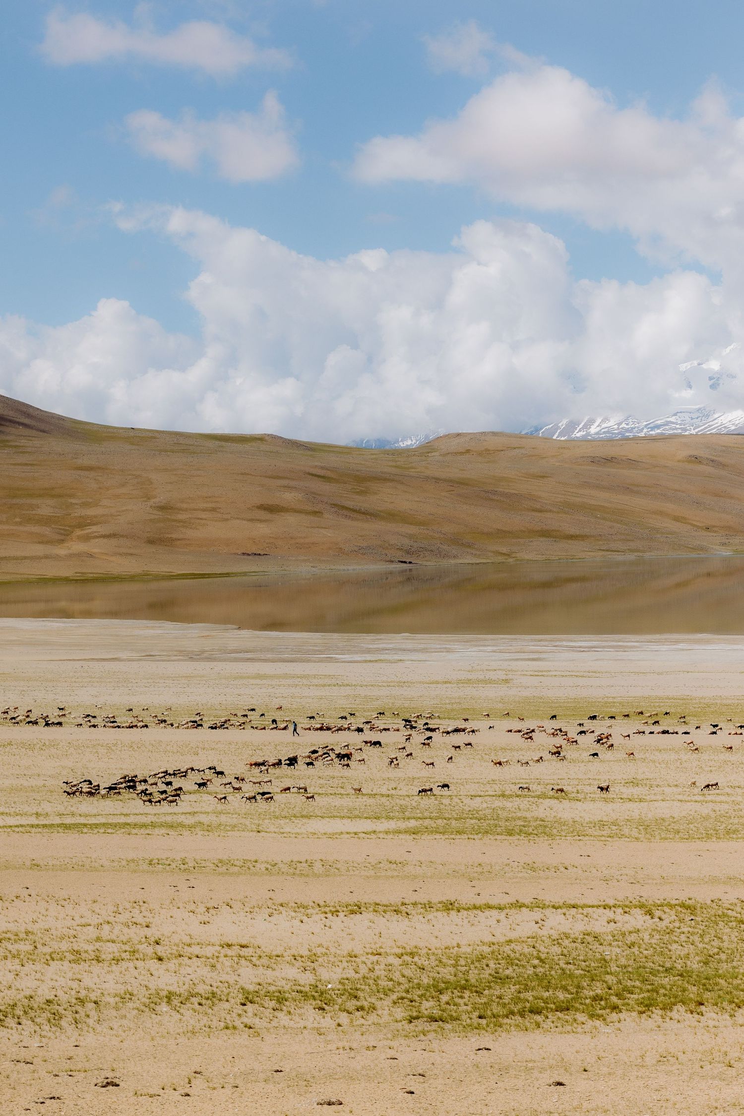 A shepherd leading his sheep to grasslands