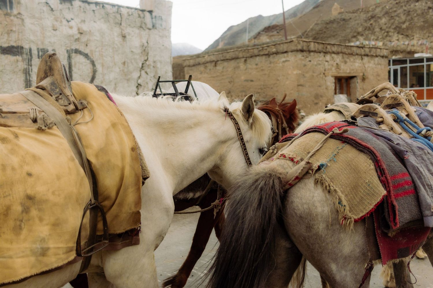 A man guiding his horses up a mountain in Northern India