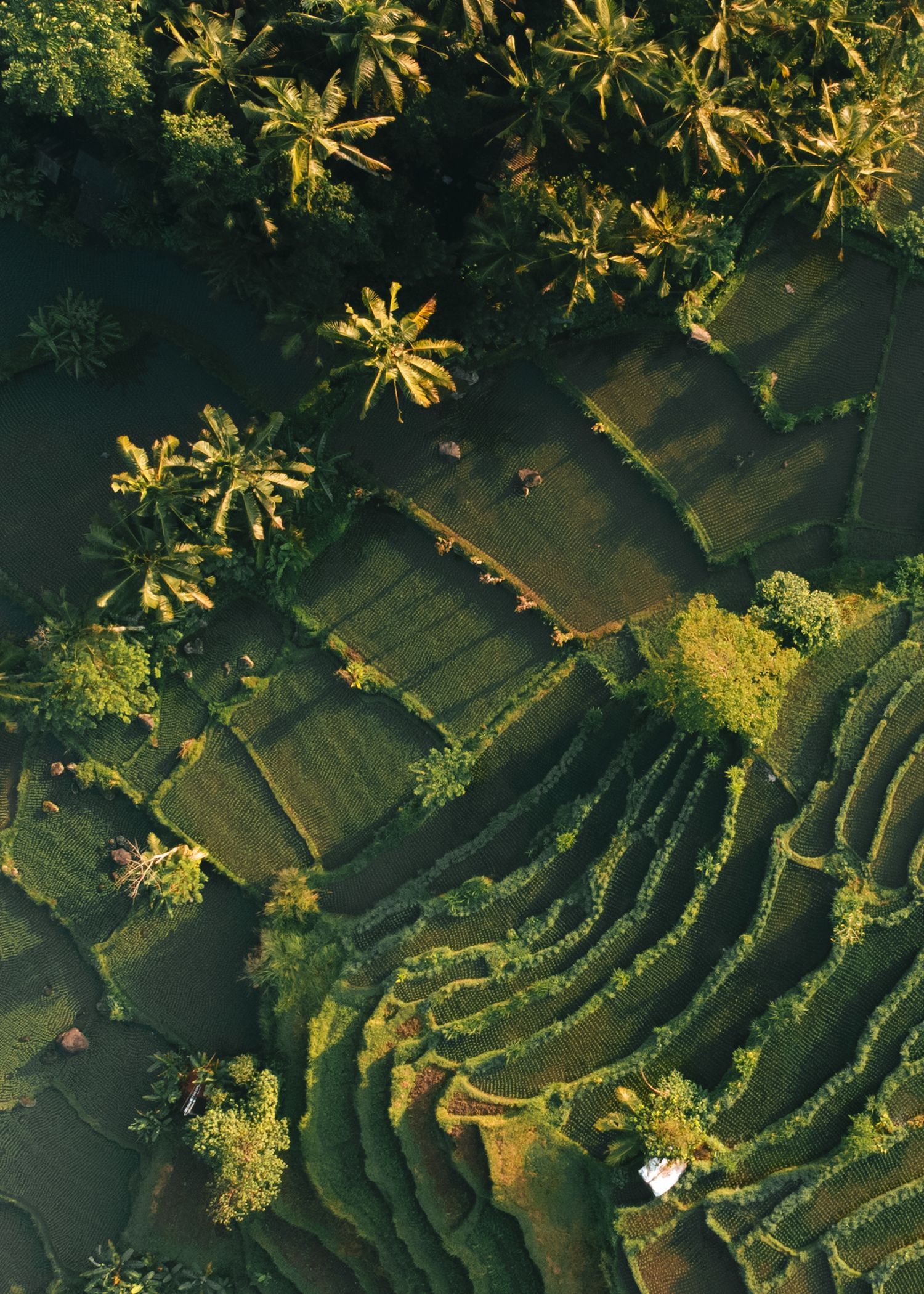 Rice terrasses in Bali, Indonesia