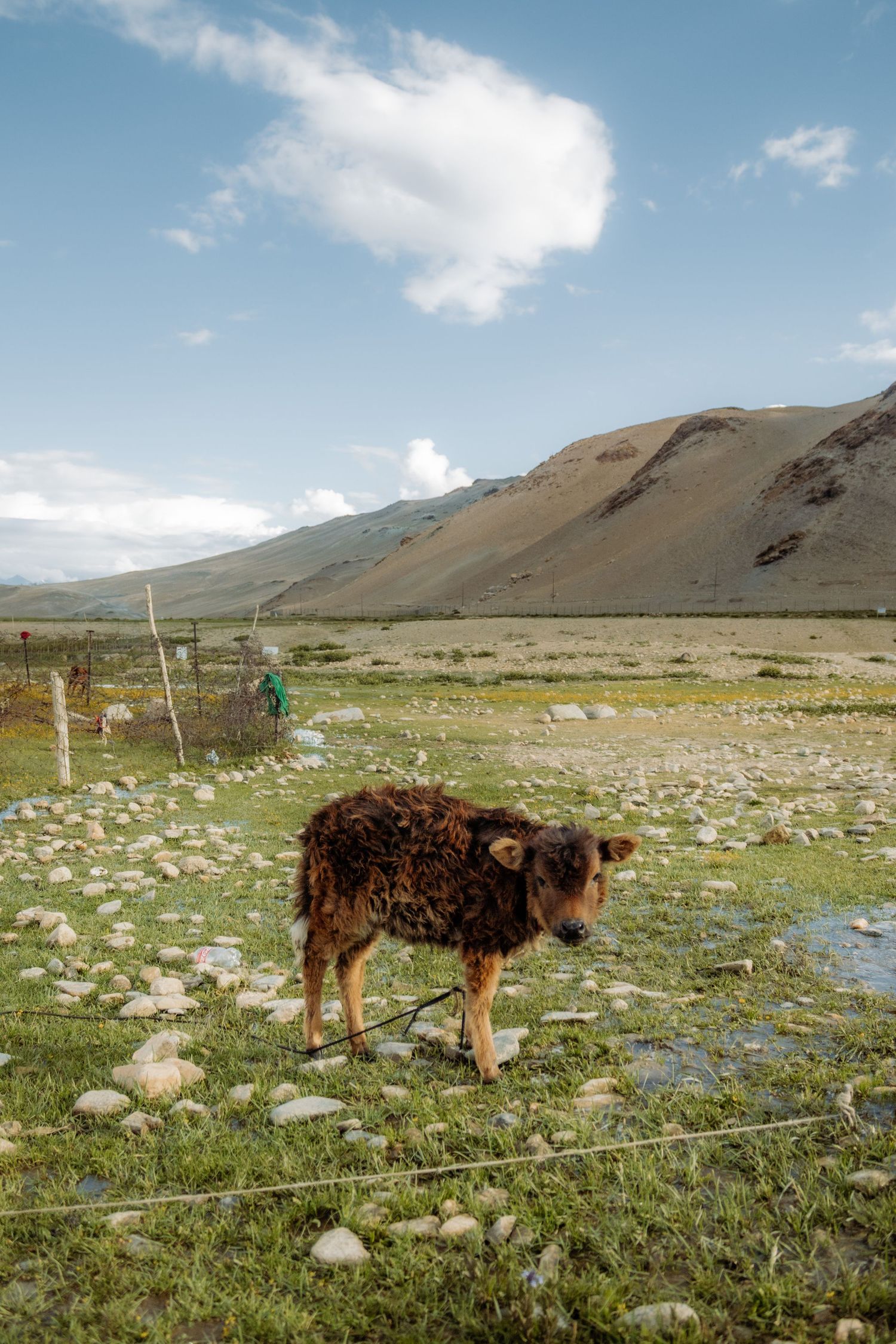 A young cow in a grassy area in the mountains