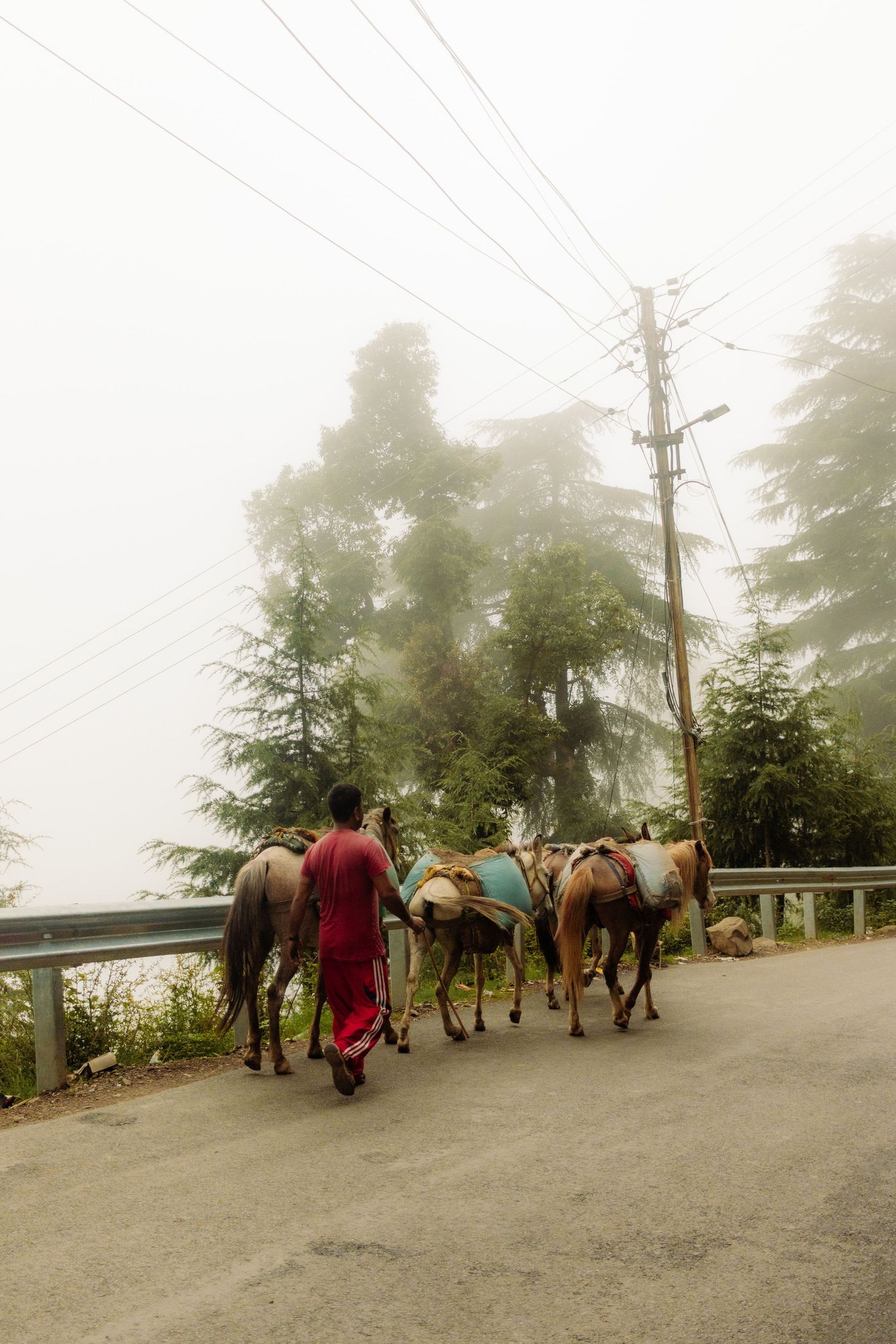 A man leading his horses in Dharamsala, India