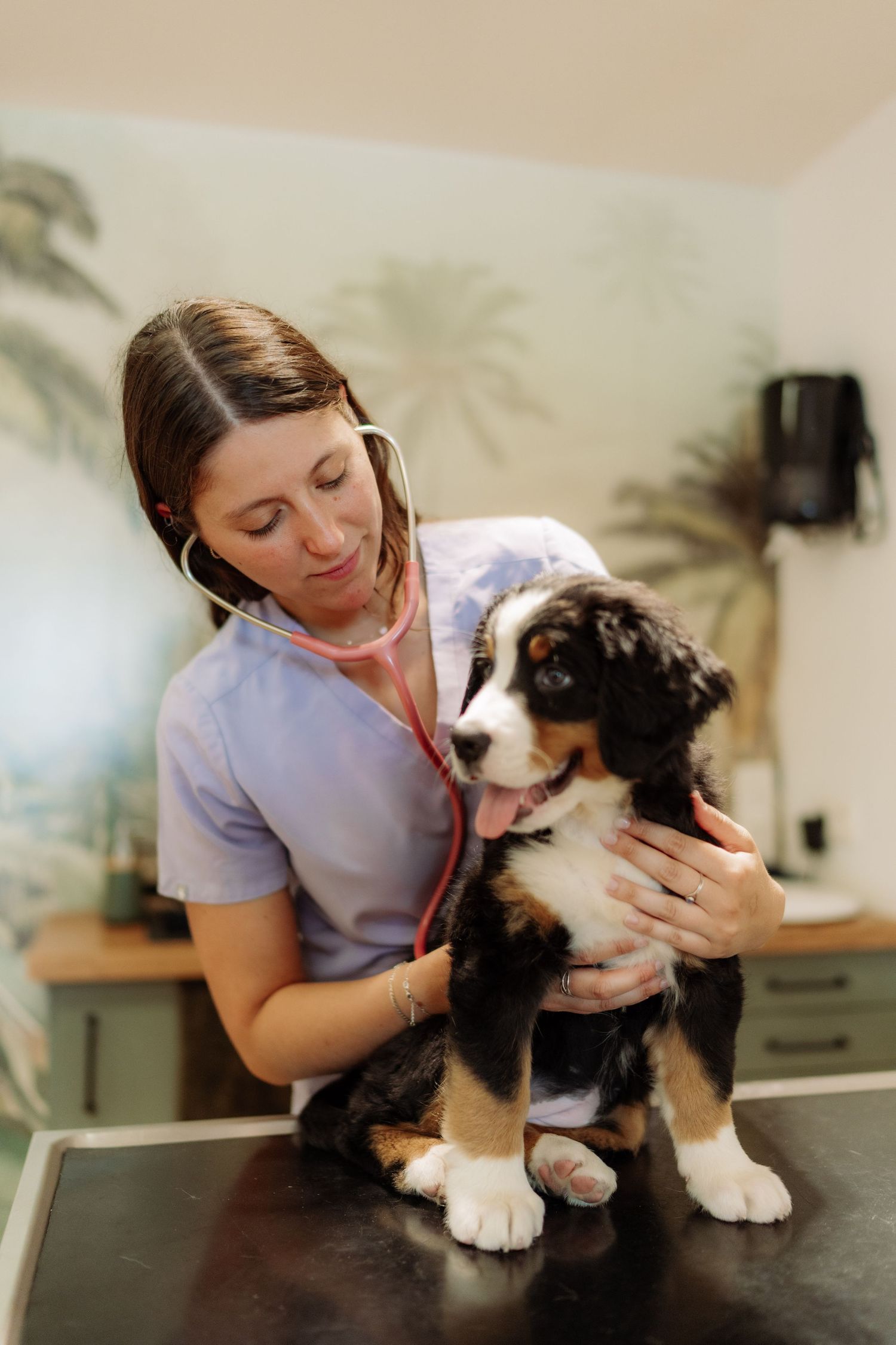 A vet checking a puppy's heartbeat during a consultation