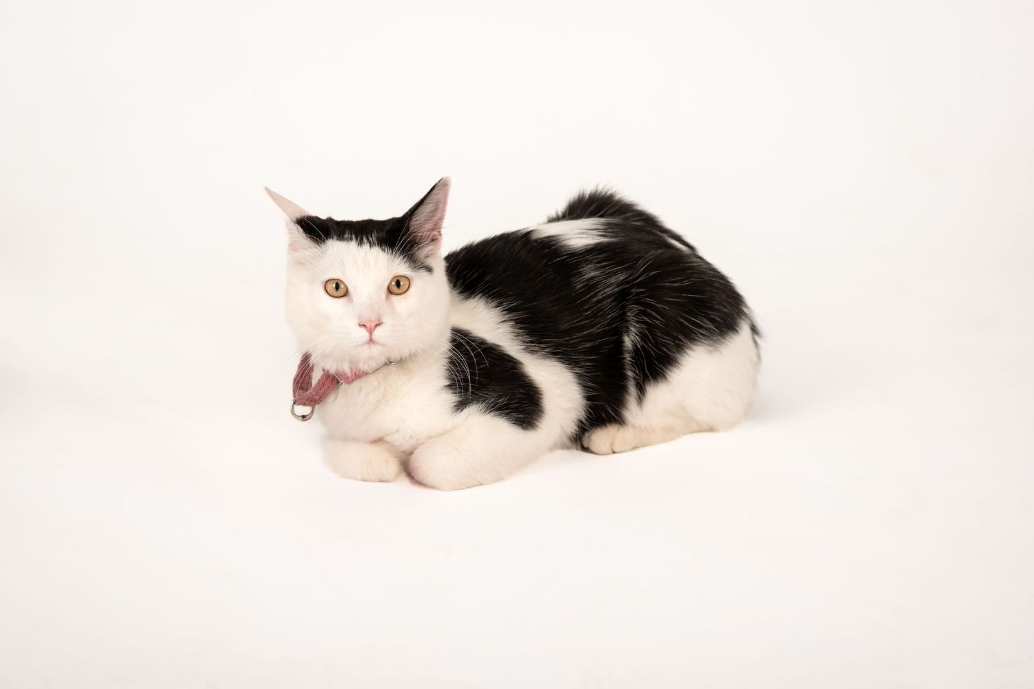 Black and white cat lying down with mouth open in a yawn against a clean white background.