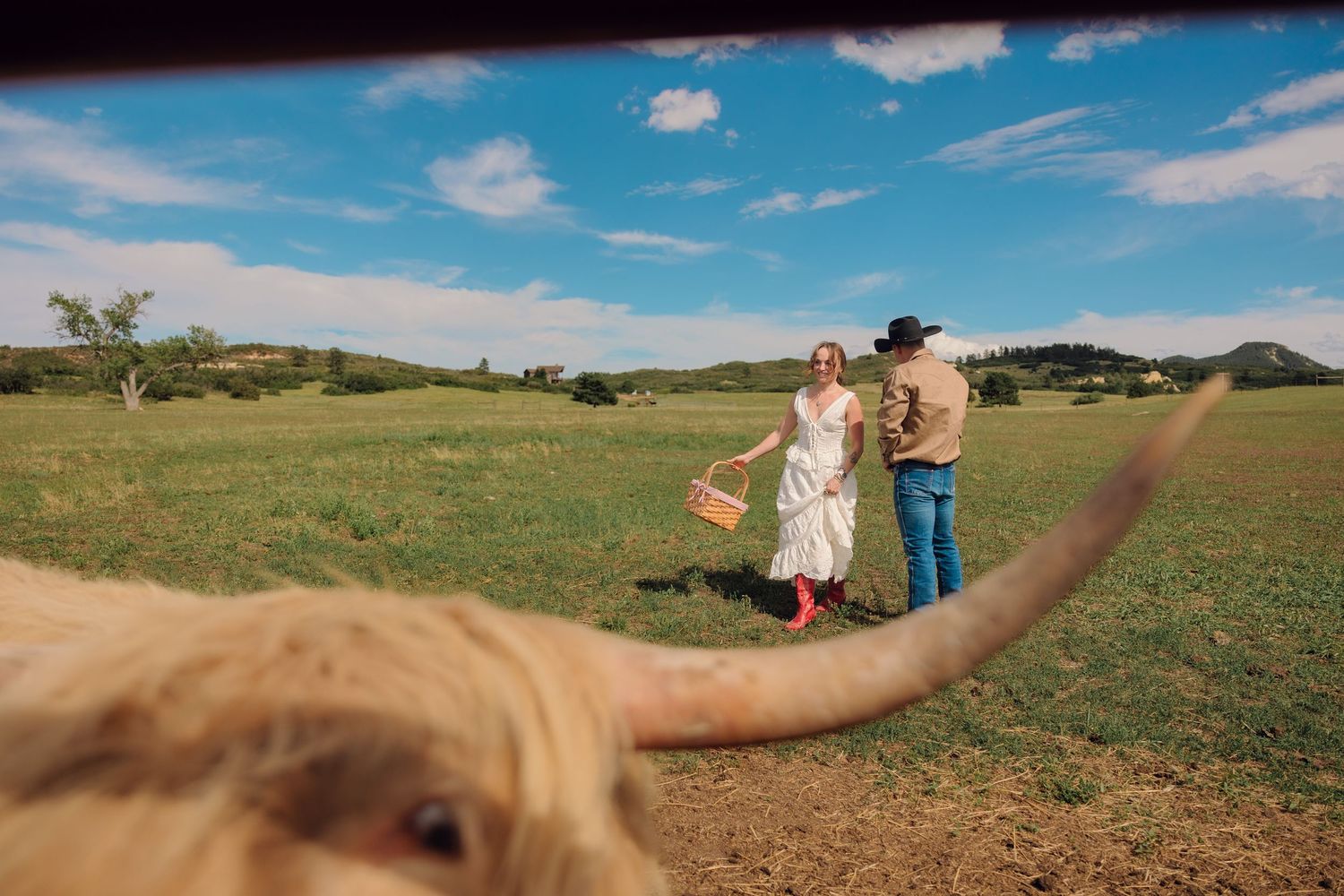 Couple walking in green field with picnic basket, blue sky, hills, and Highland cow horn in foreground.
