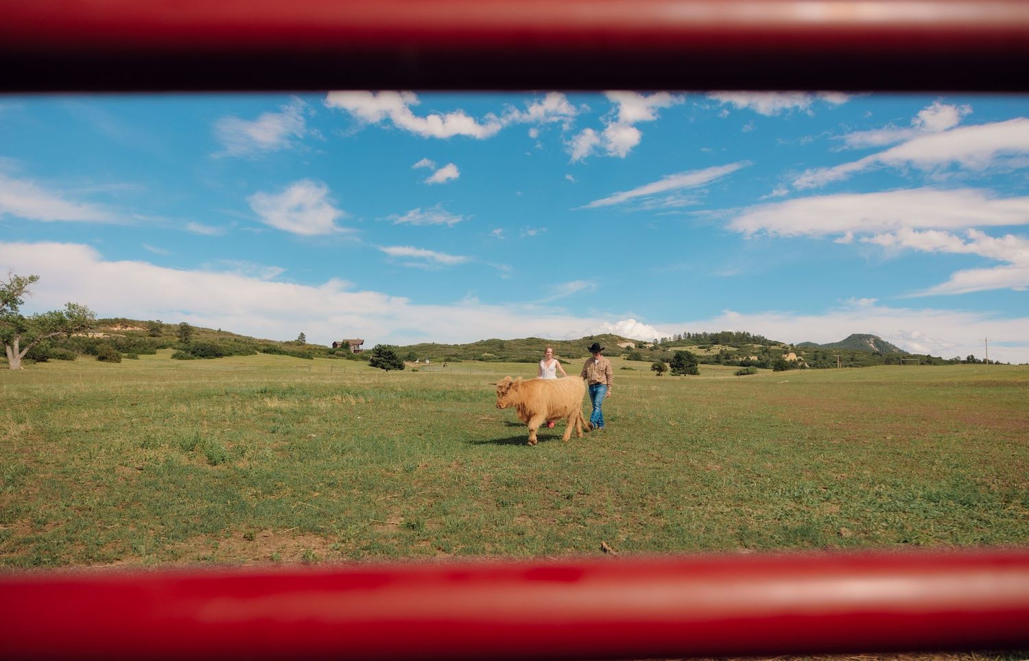 Two people walking with a brown cow in a lush green field under a blue sky on a sunny farm day.