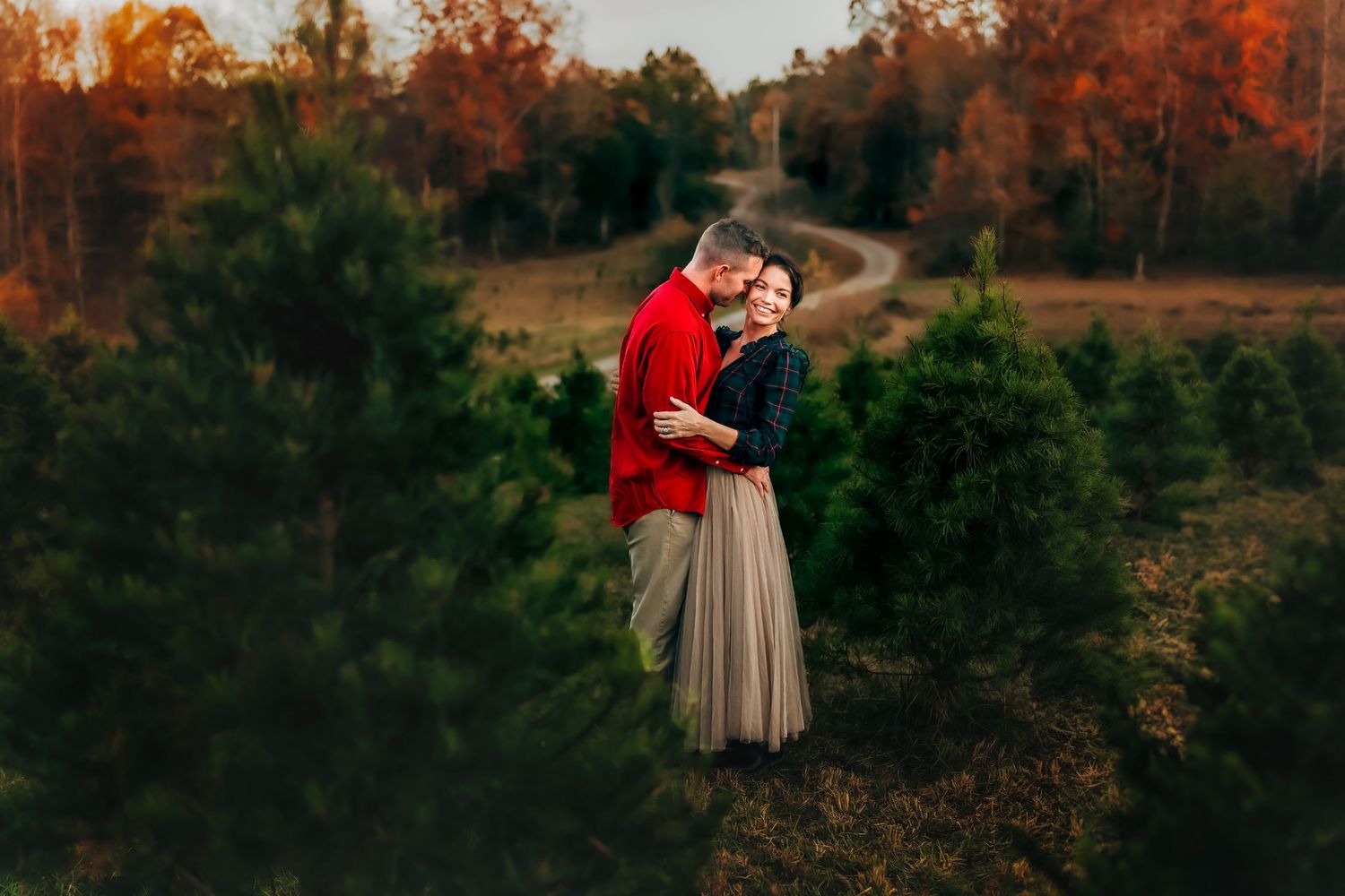 Couple embracing romantically among lush green Christmas trees at a tree farm during golden autumn sunset.