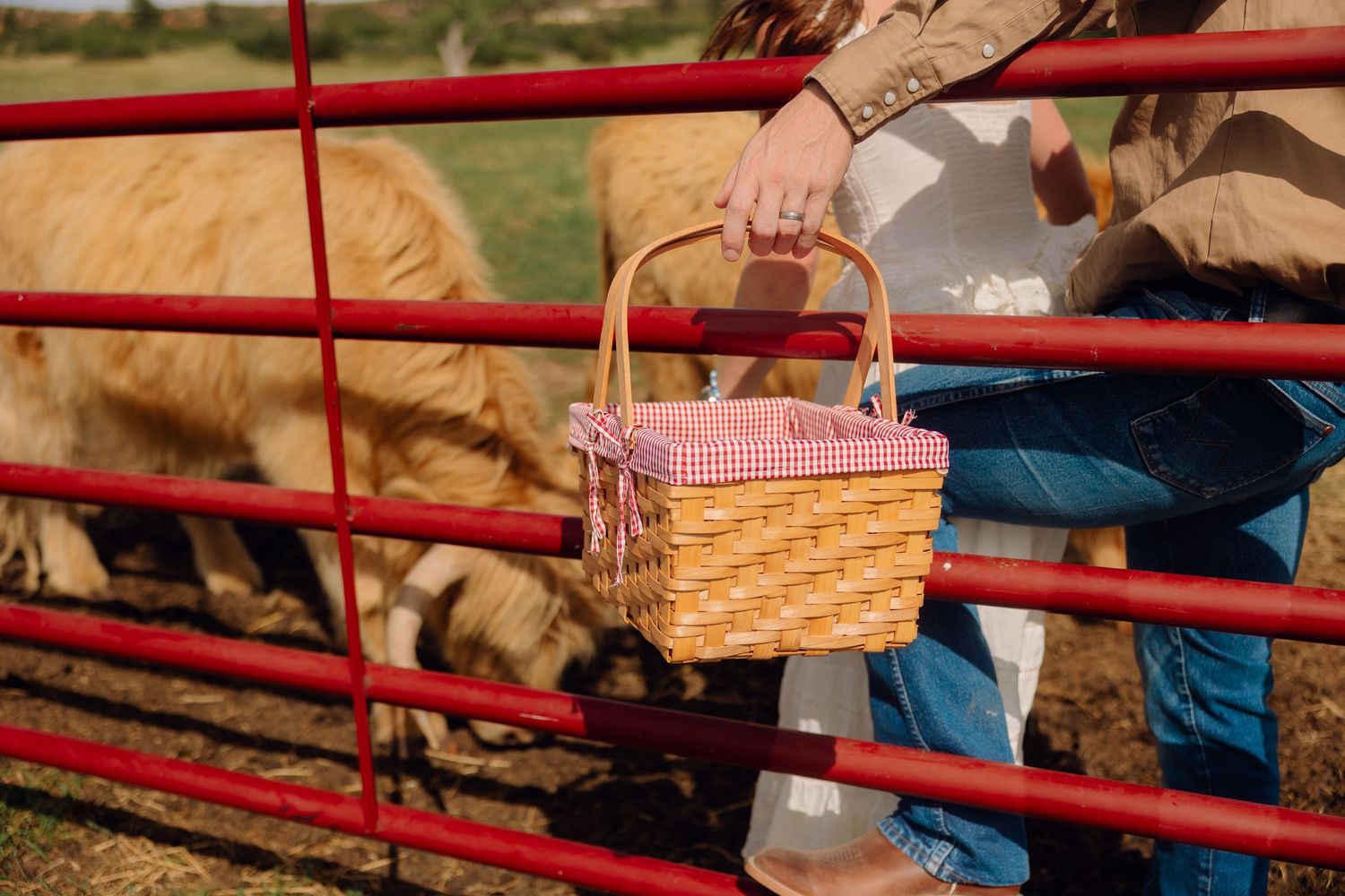 Person holding a wicker picnic basket with pink gingham lid near a red farm gate with goats grazing behind.