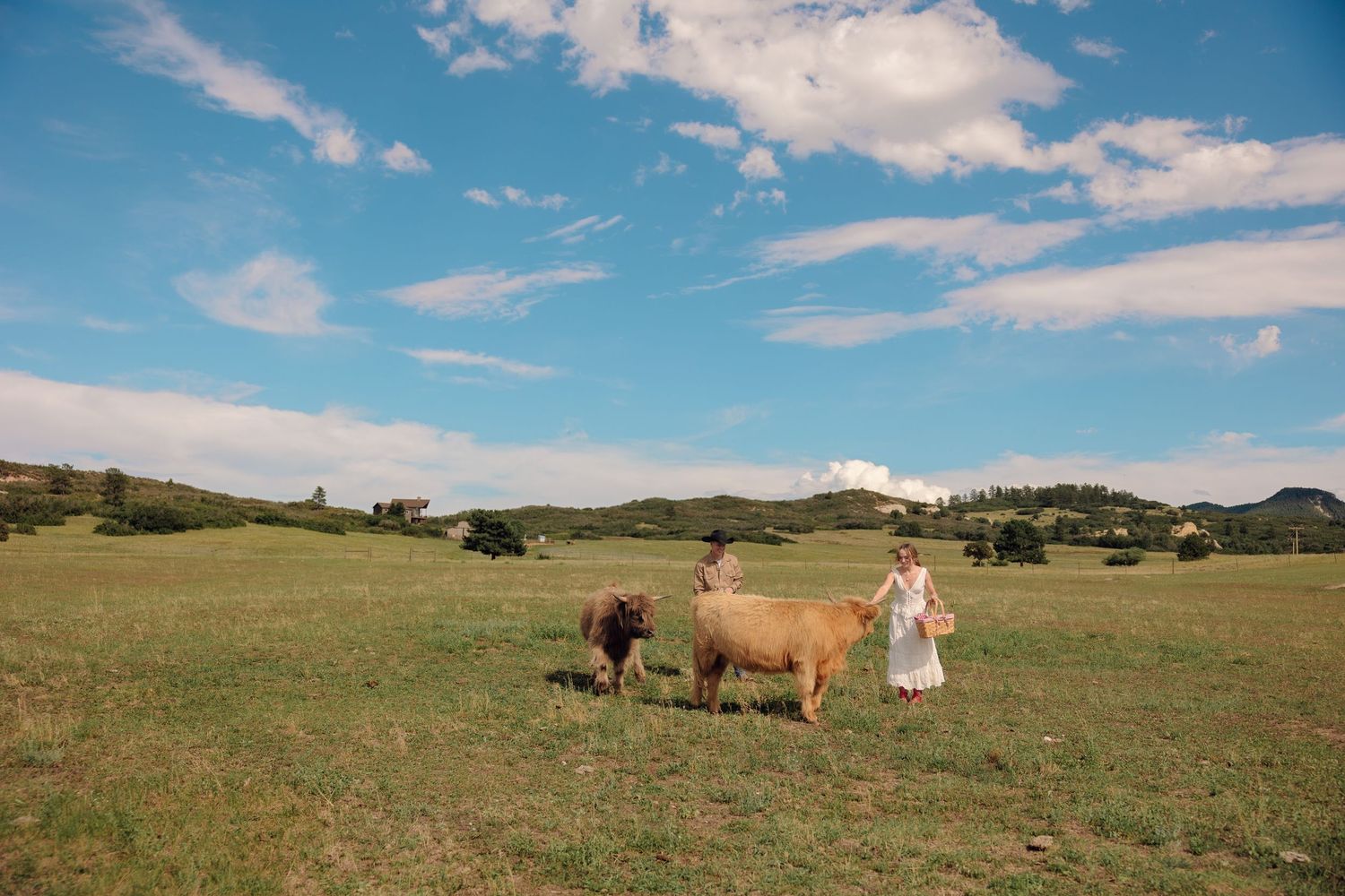 Woman in white dress walking with highland cattle in a lush green pasture under a blue sky.