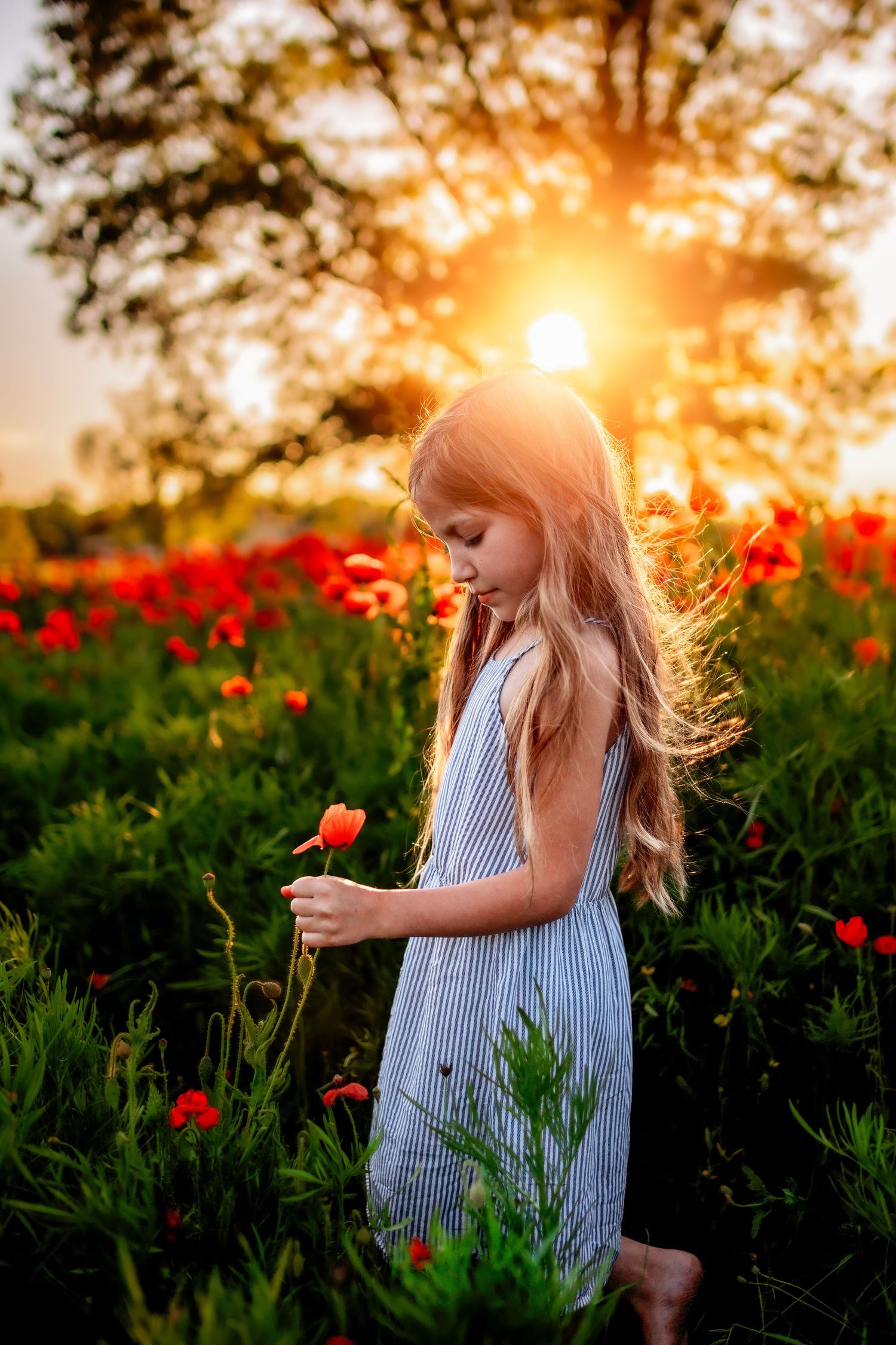 A young girl in a striped dress holds a red poppy in a sunlit field of poppies at golden hour.