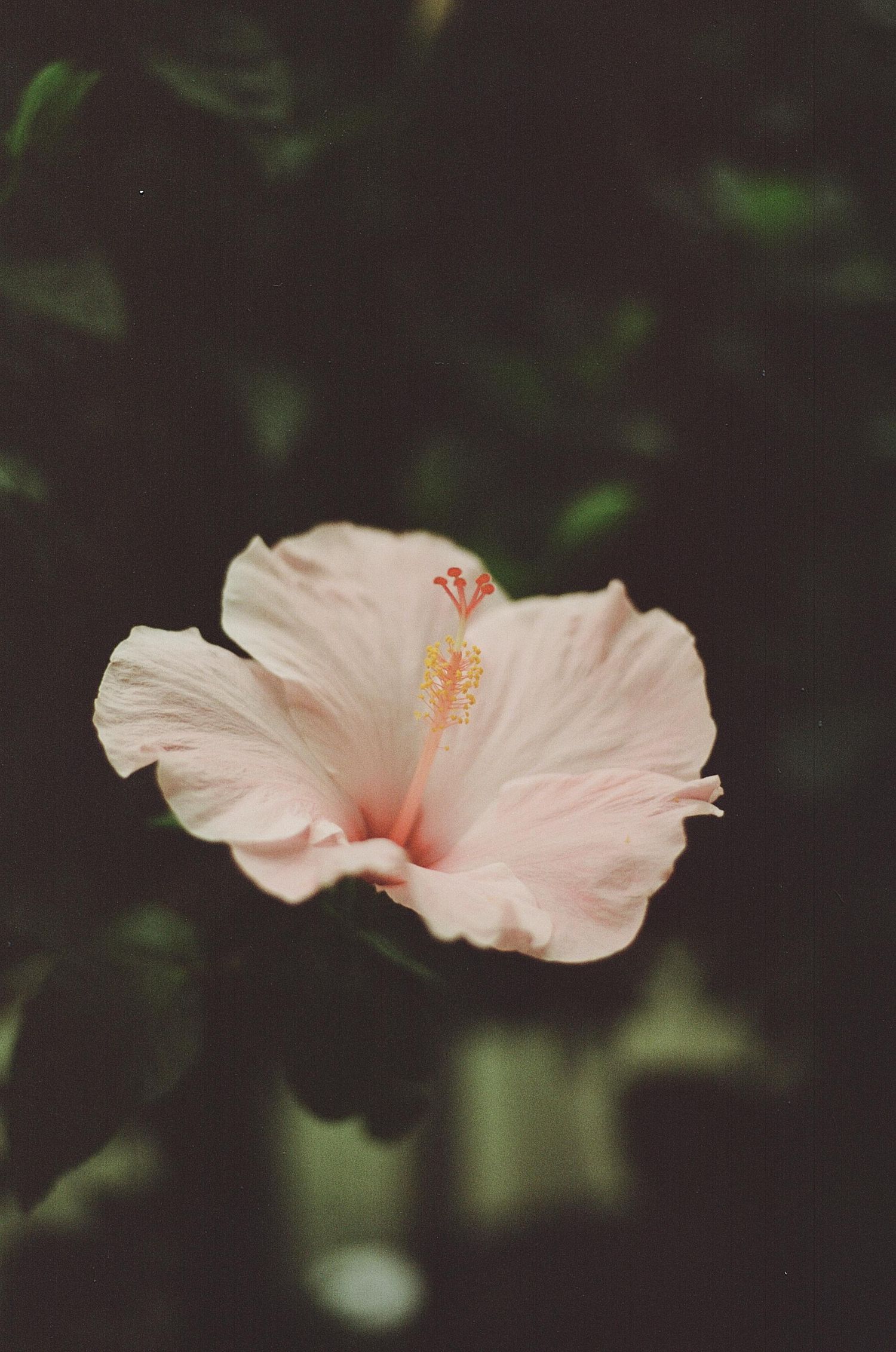 A delicate pale pink hibiscus flower in full bloom with a yellow-tipped stamen against a dark green background.
