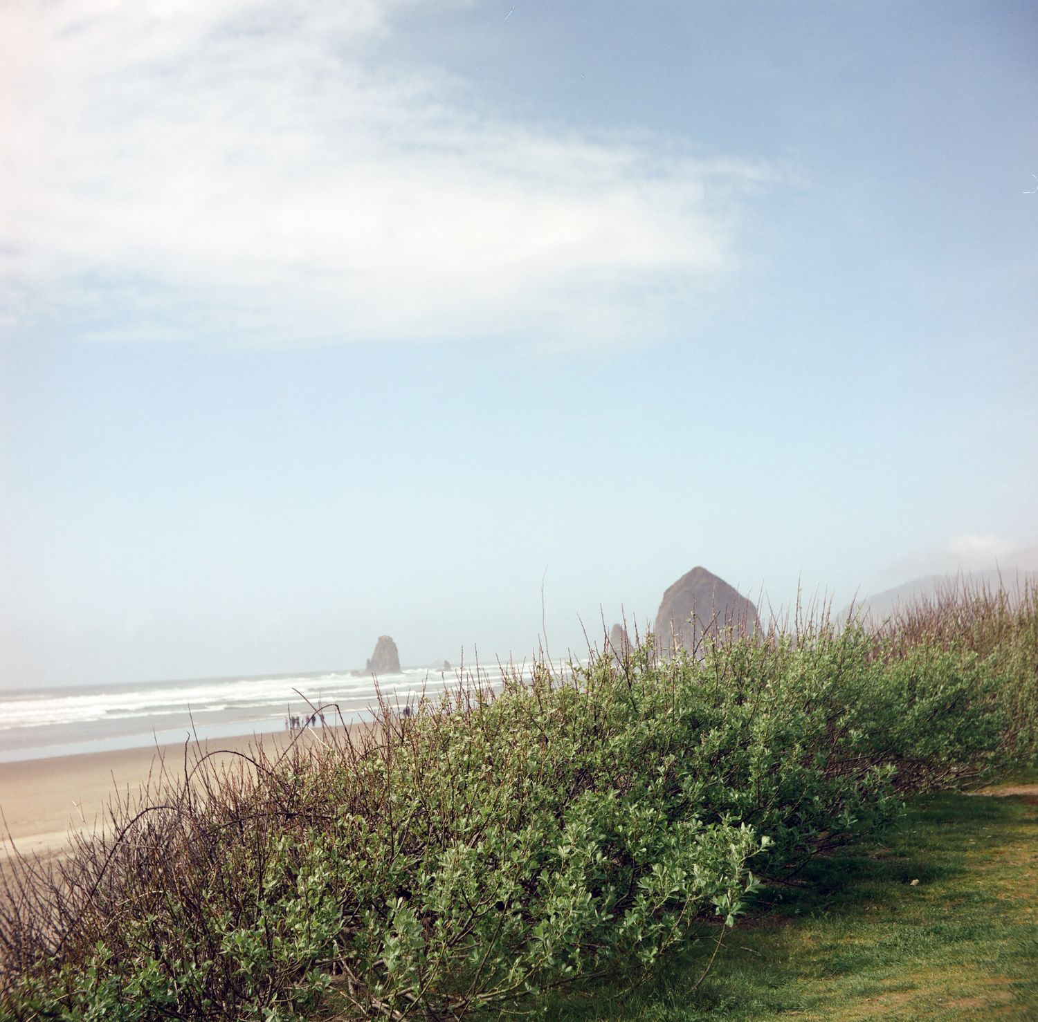 Scenic view of Haystack Rock at Cannon Beach Oregon with coastal shrubs under a misty sky.