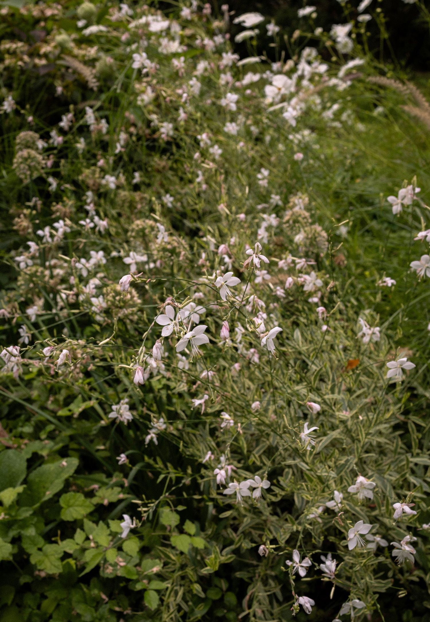 Dense garden pathway lined with delicate white wildflowers and lush green foliage in natural light.