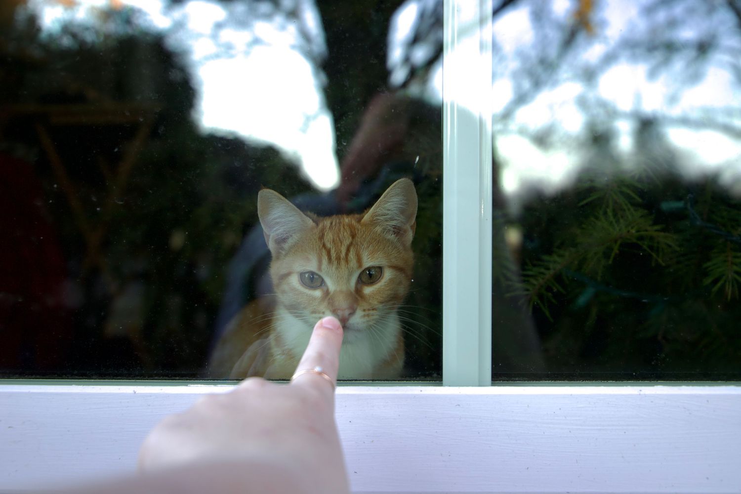 An orange tabby cat peers through a glass window as a human finger points toward it from outside.