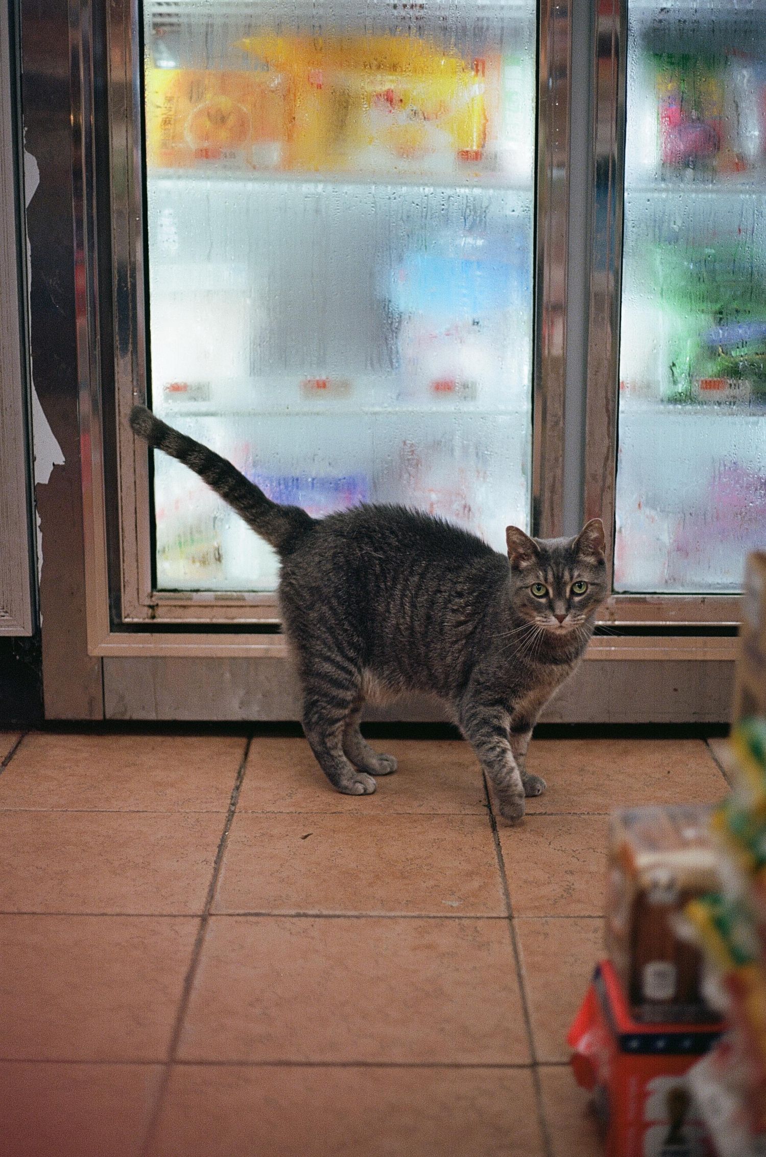 A tabby cat stands on a tiled floor in front of a glass refrigerator door inside a convenience store.