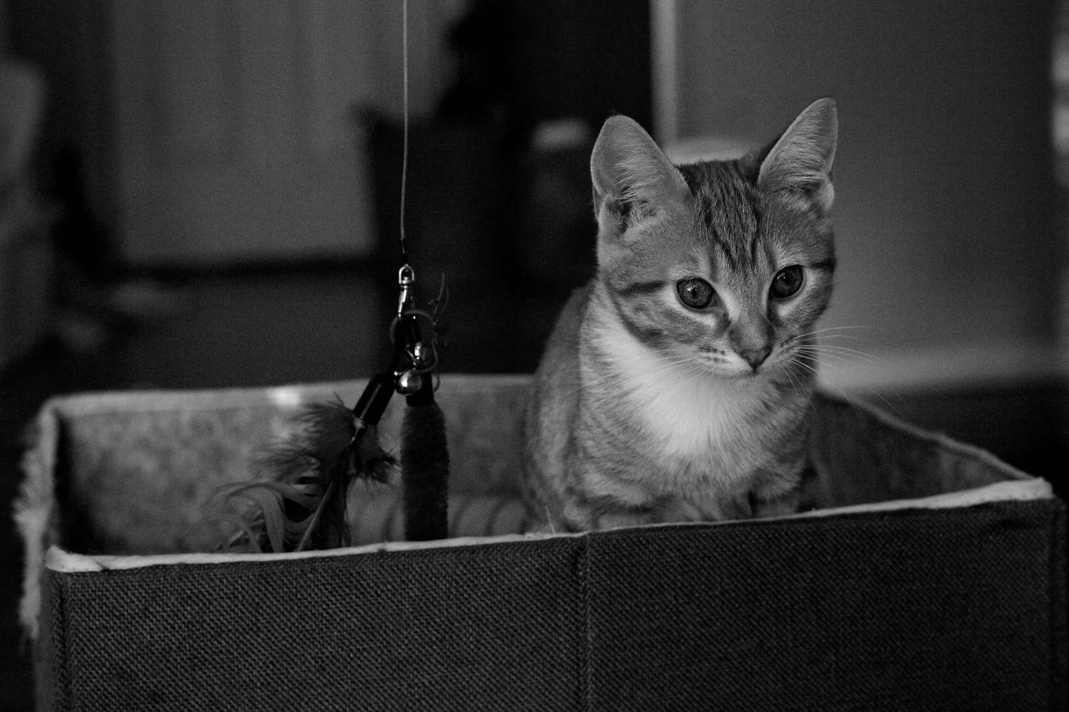 A young tabby kitten sits inside a cardboard box with a feather wand toy in black and white photo.