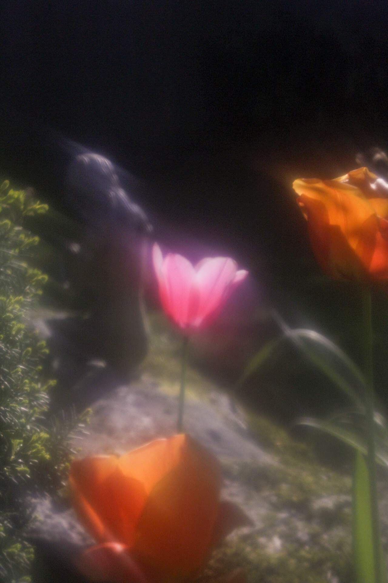 Dreamy soft-focus photo of pink and orange tulips glowing against a dark background.