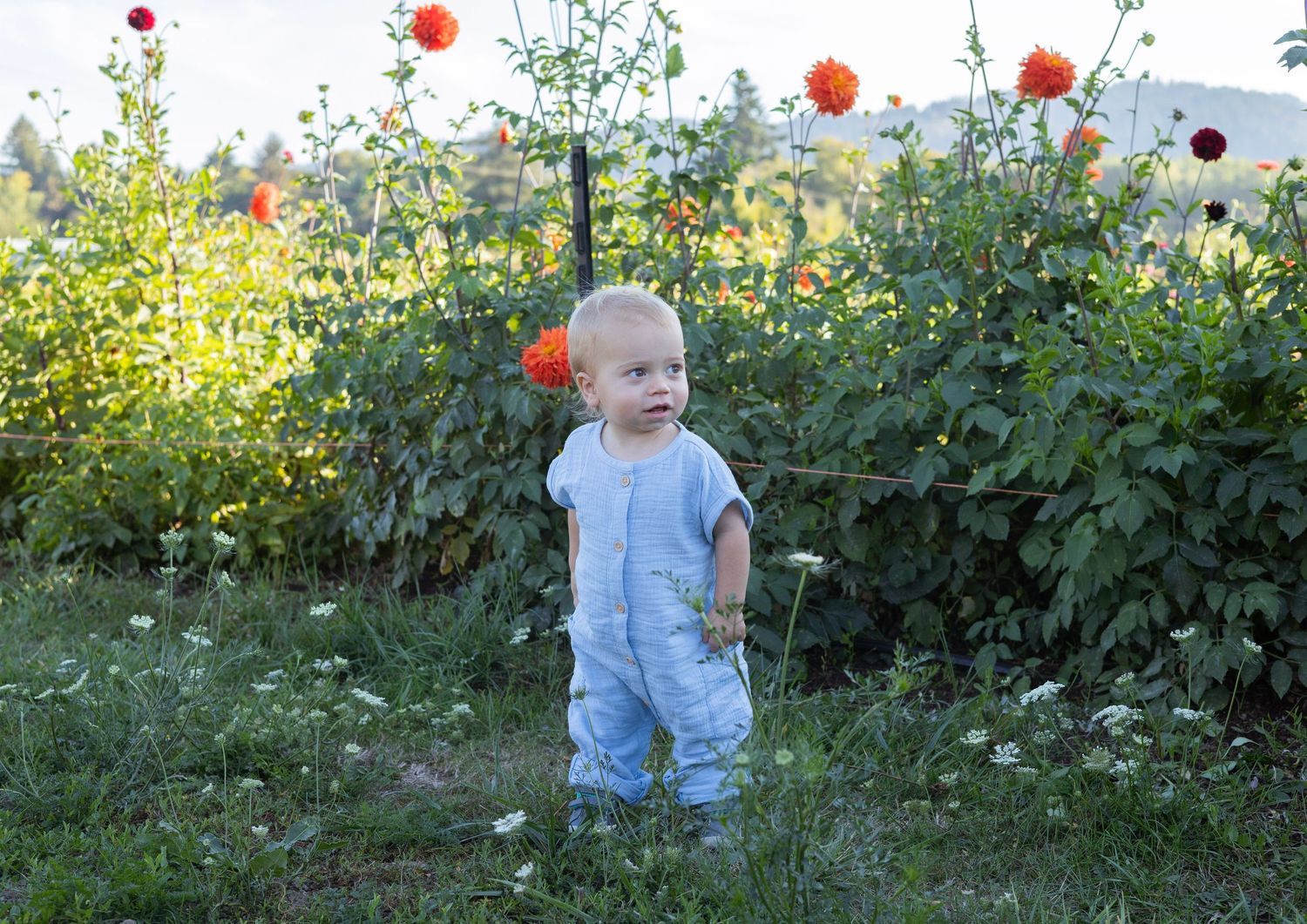 A blonde toddler in blue overalls stands among colorful dahlia flowers in a lush garden.