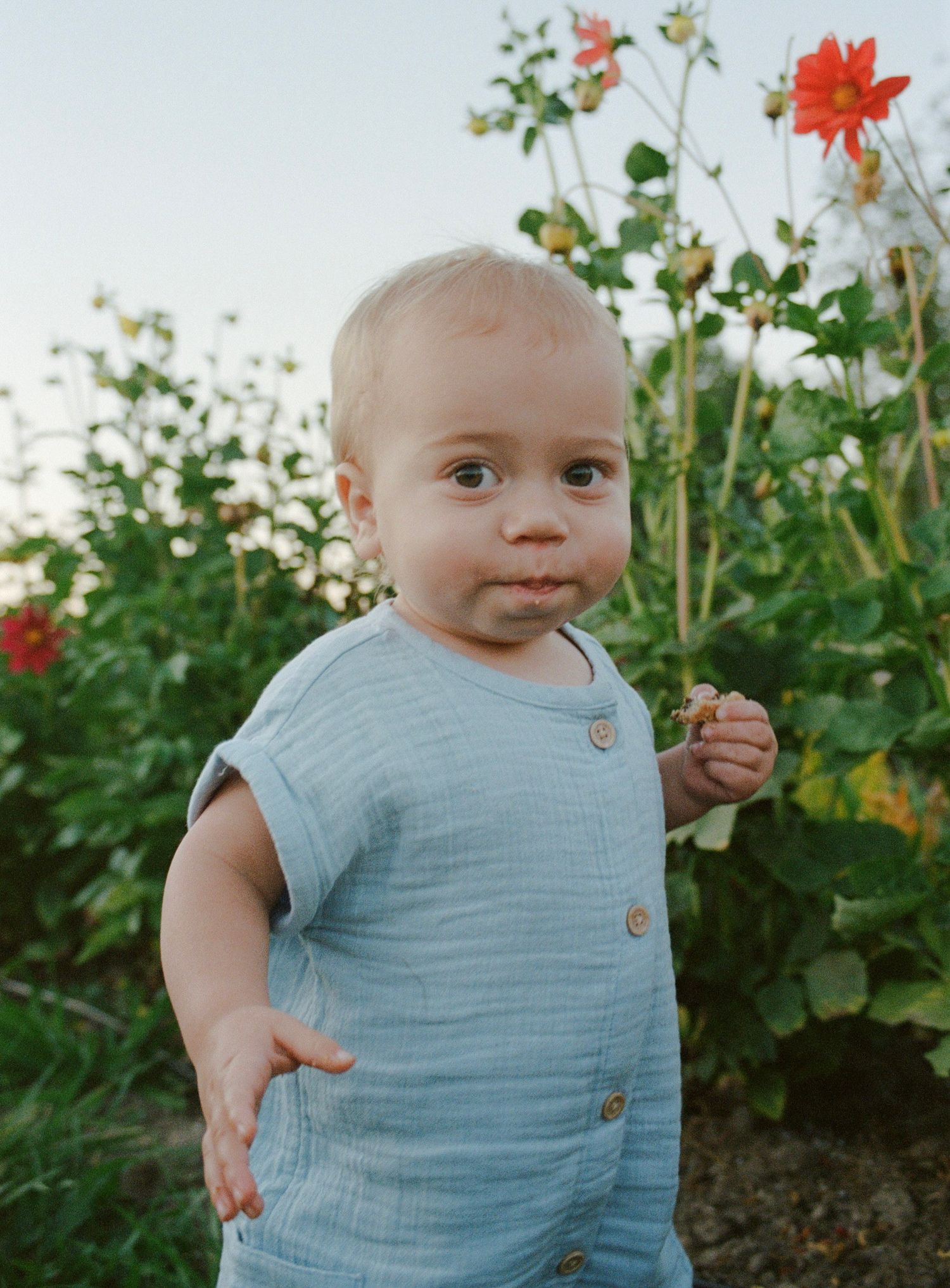 A cute baby in a light blue romper stands outdoors near colorful flowers, holding a small bloom.