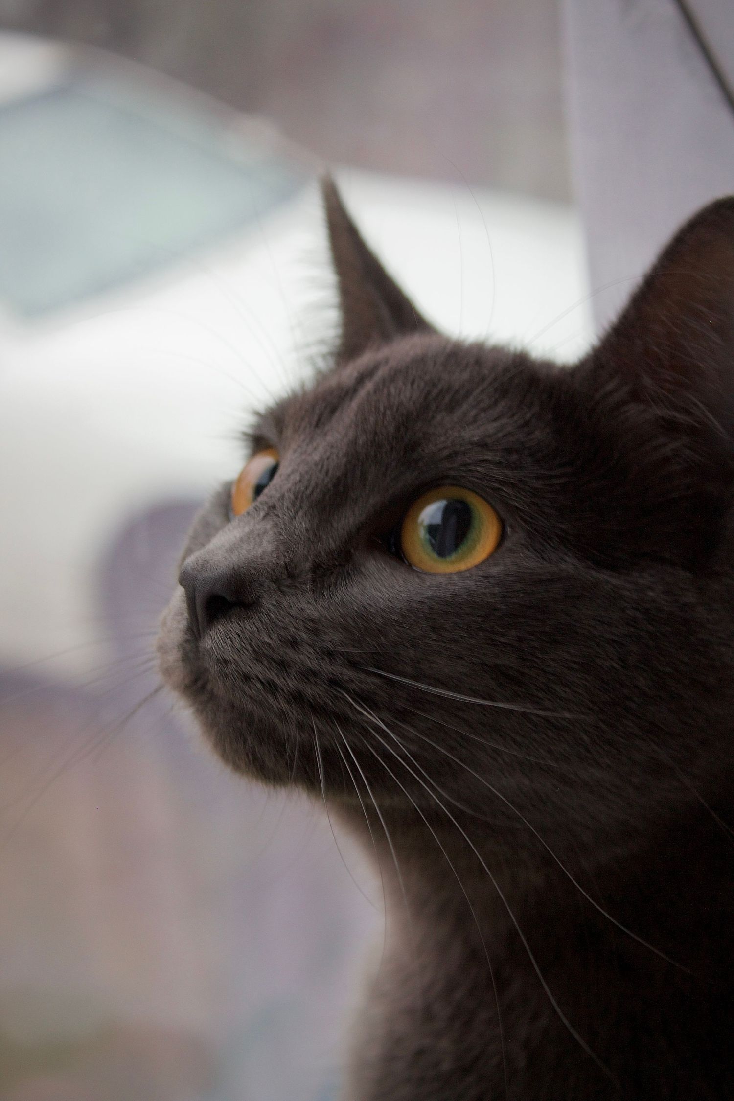 A sleek gray cat with striking yellow-green eyes gazes upward near a window in close-up portrait.