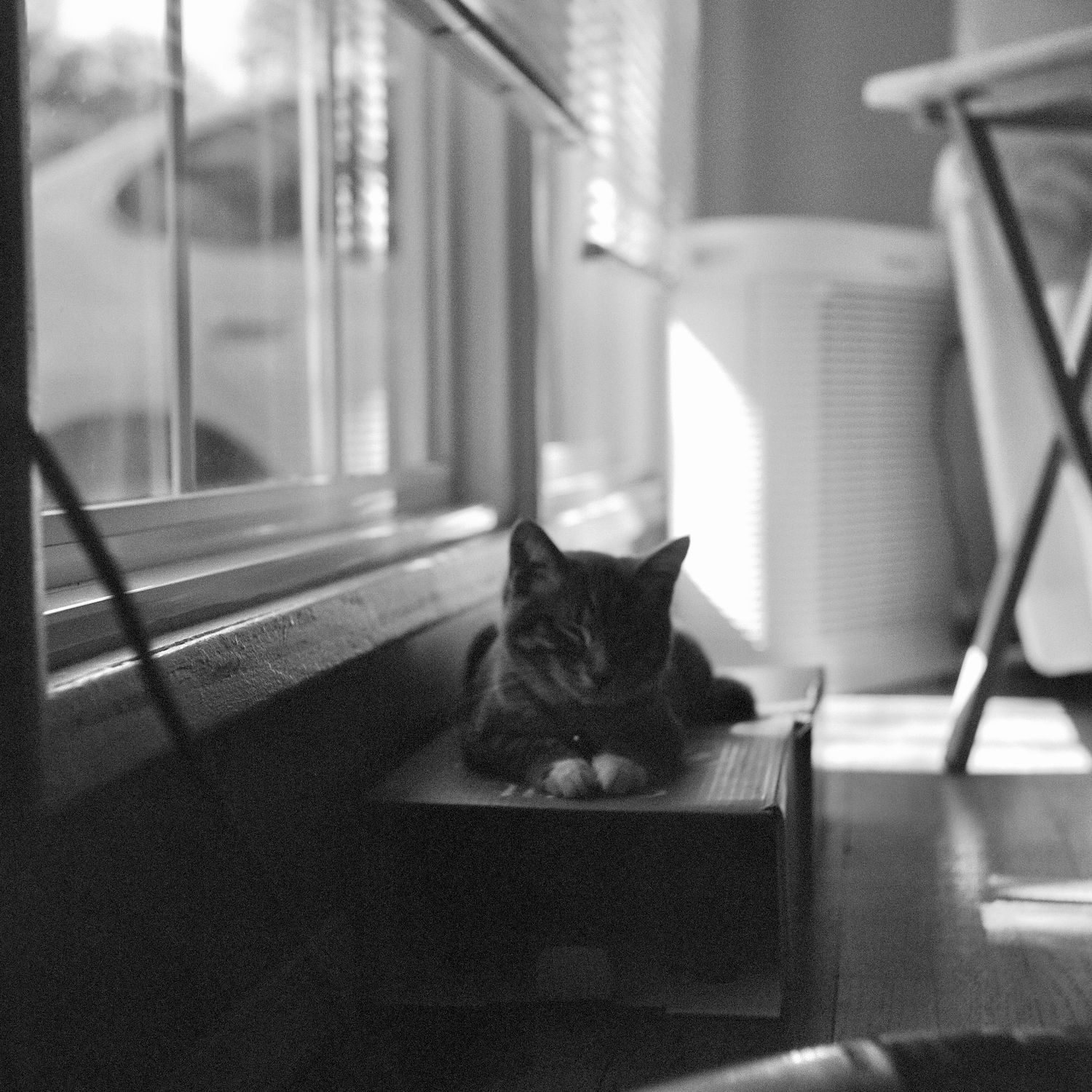 A black and white photo of a cat resting on a box near a sunlit window indoors.
