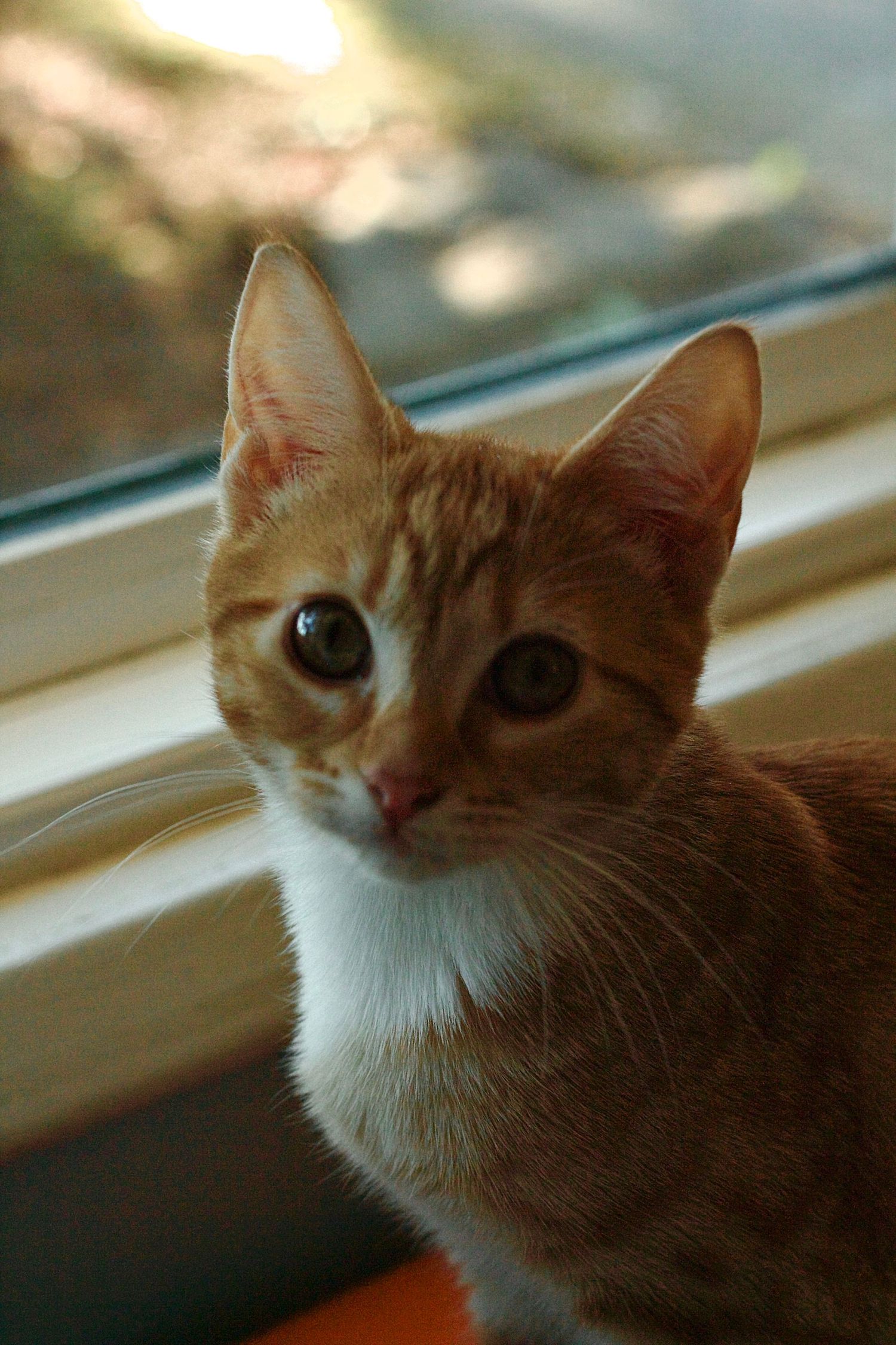An orange and white tabby kitten sitting by a window with soft natural light.