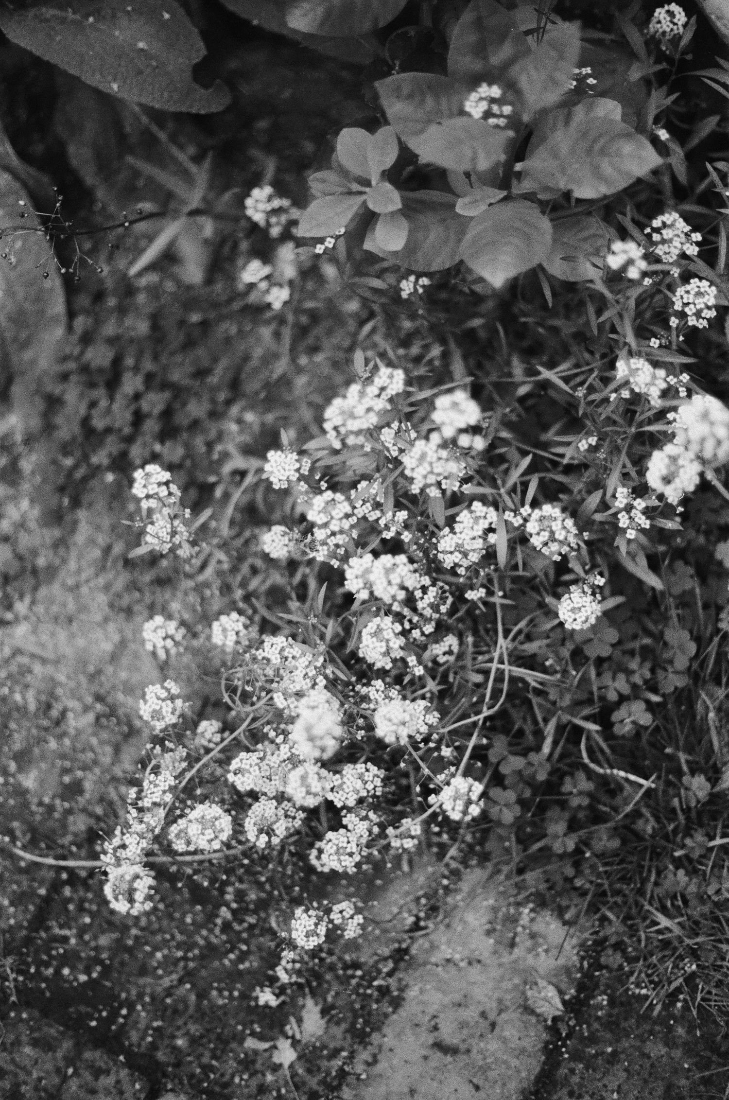 Black and white photo of delicate white wildflowers and broad-leafed plants growing near a rocky surface.