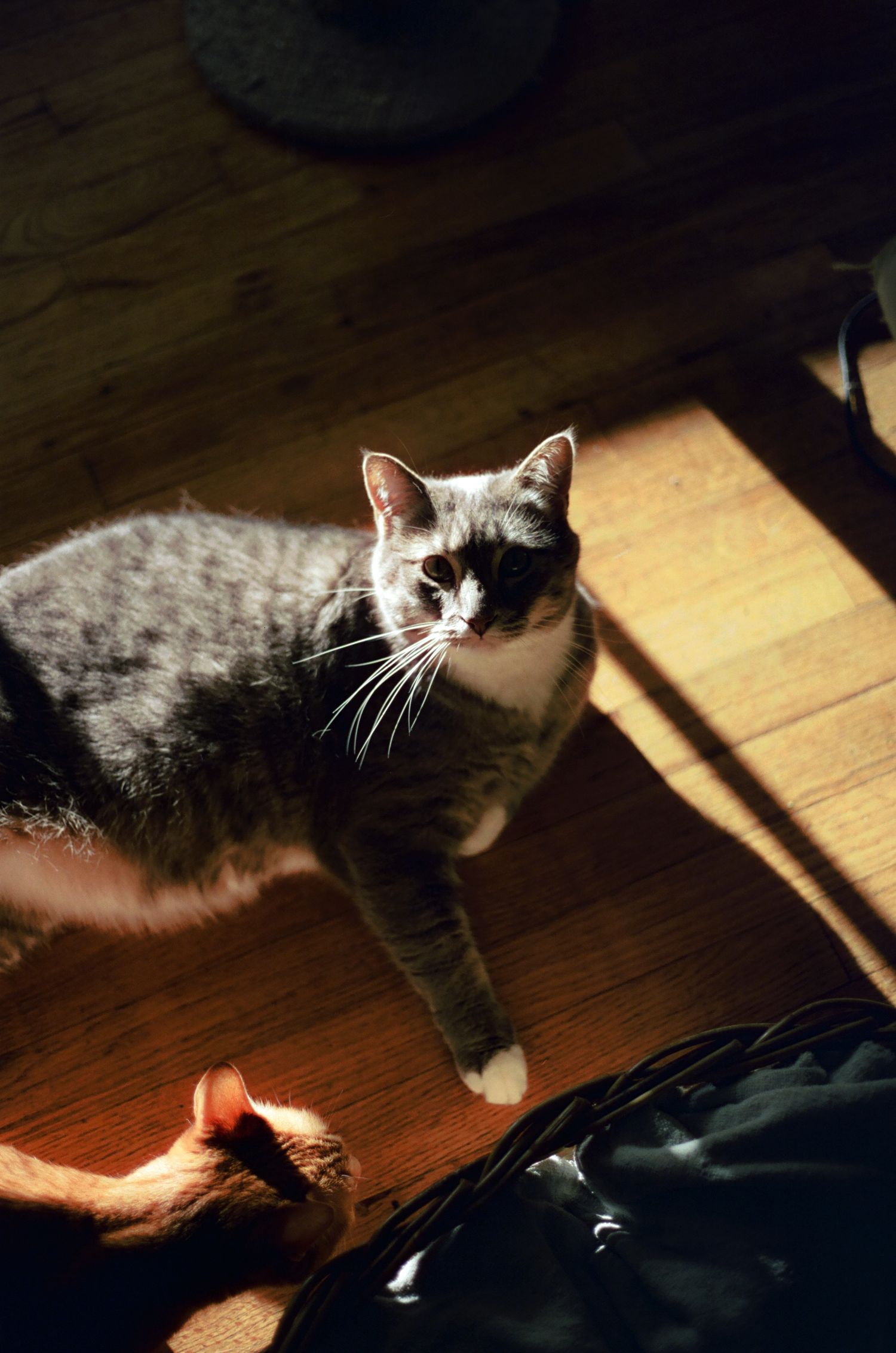 A gray and white tabby cat standing on a sunlit hardwood floor next to a dark bag.