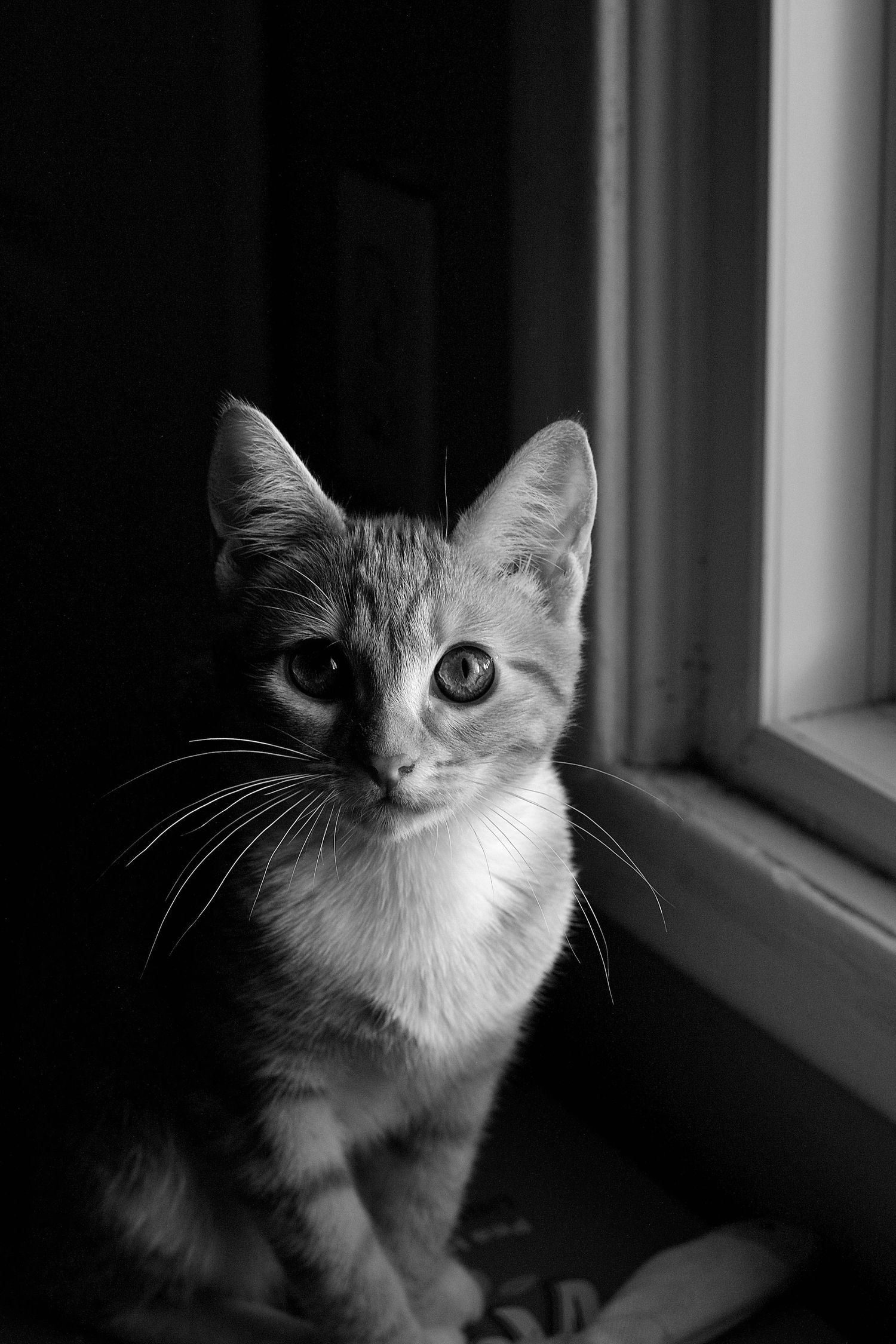 Adorable kitten sitting on a windowsill in a moody black and white portrait photograph.
