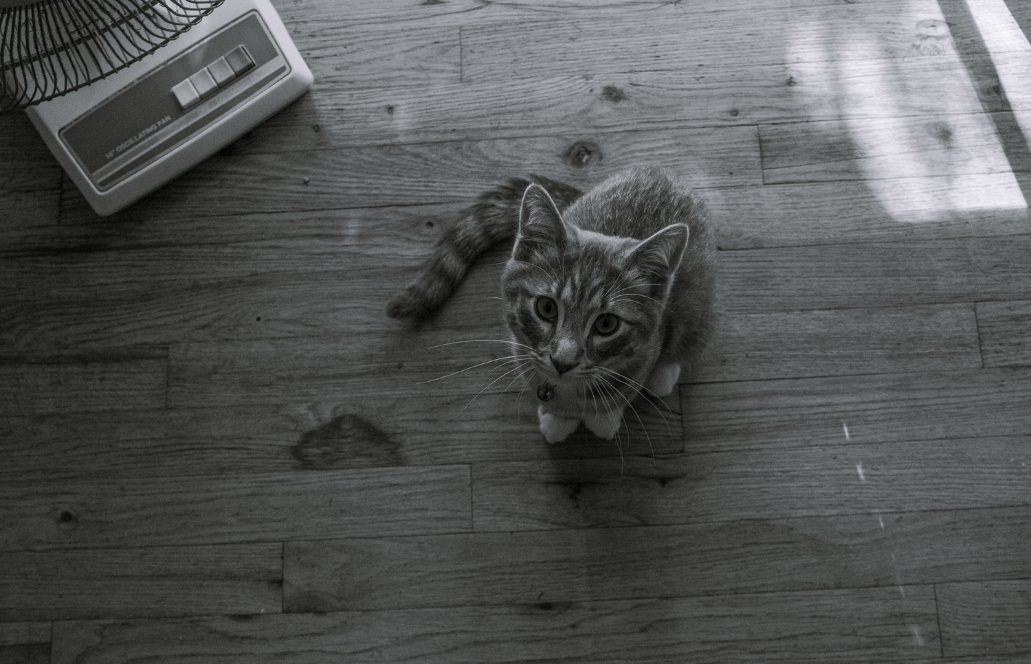 A small tabby kitten looks up at the camera while standing on a wooden floor in black and white.
