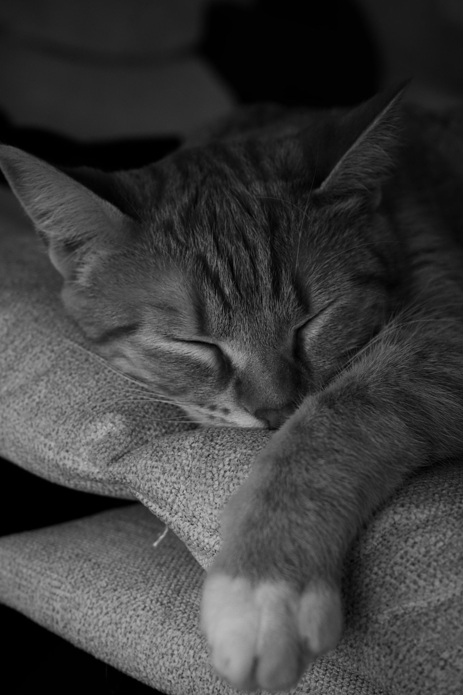 Black and white close-up of a tabby cat sleeping peacefully on a cushion.