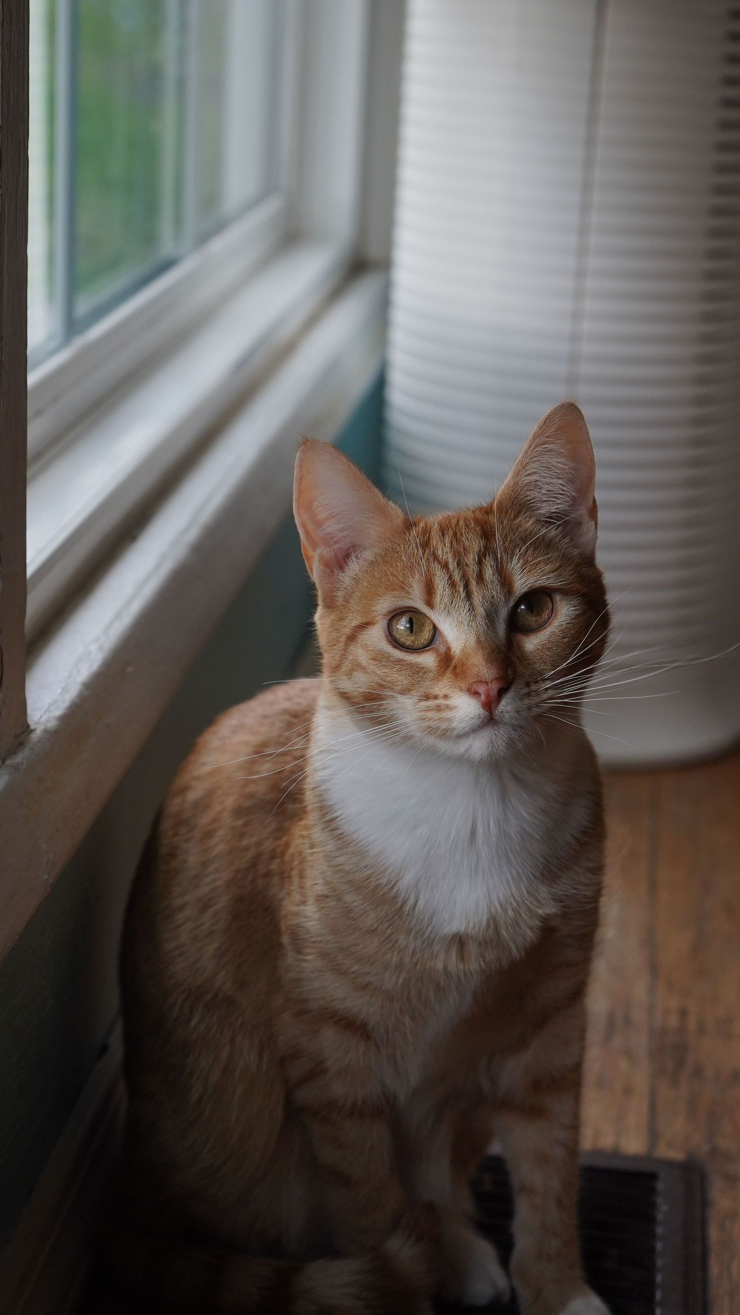Orange tabby cat with white chest sits attentively by sunlit window on wooden floor.