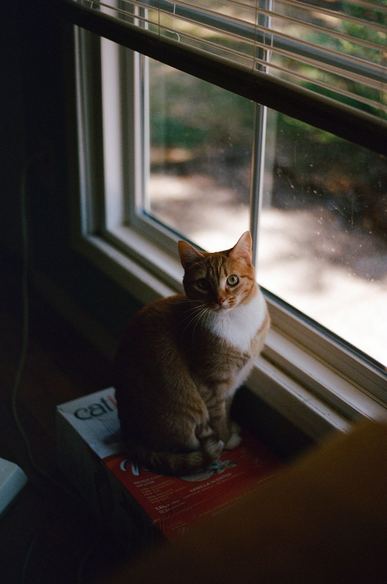 An orange tabby cat sits on a box by a window with blinds, looking at the camera.