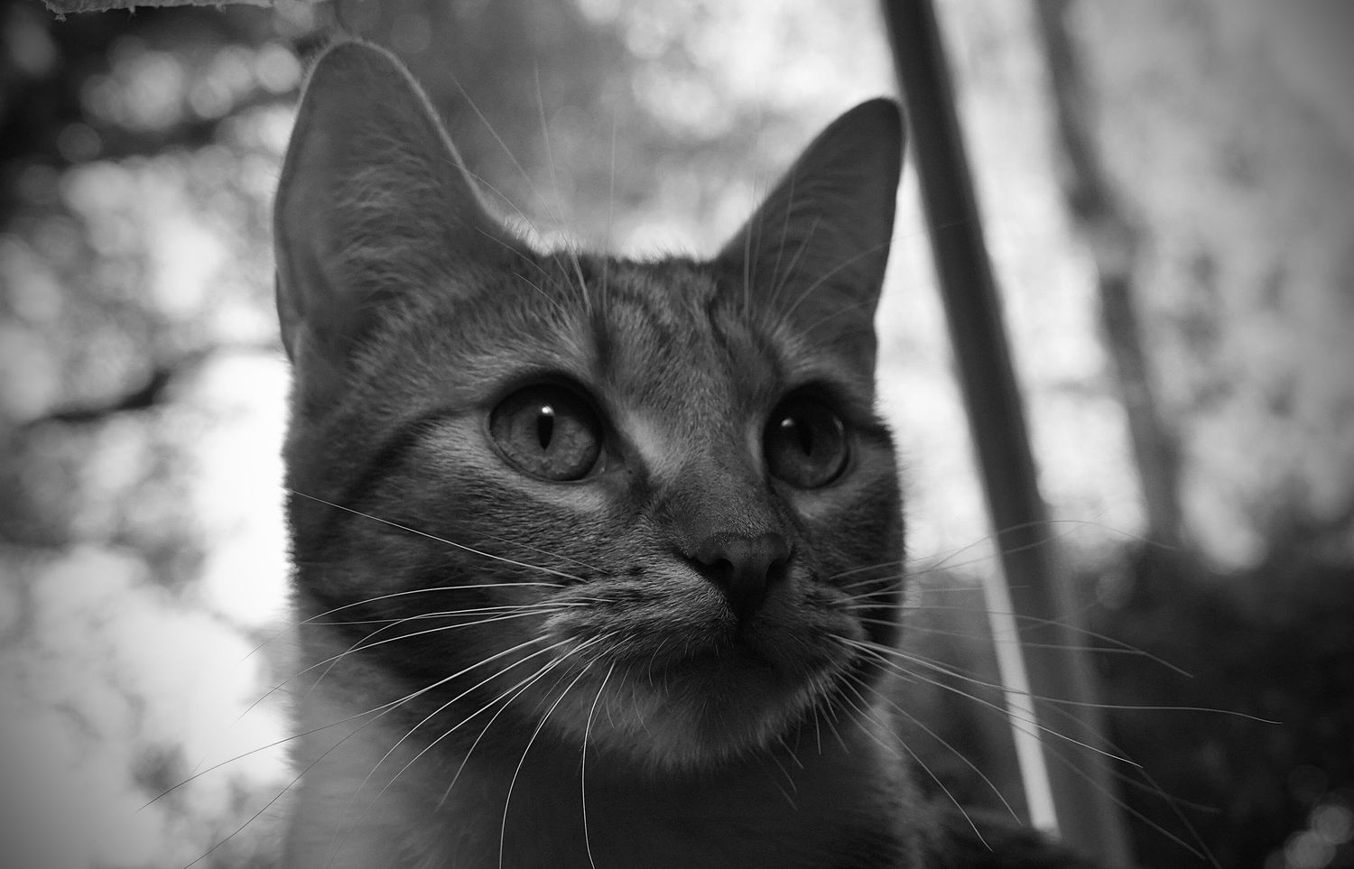 A close-up black and white portrait of a tabby cat with expressive eyes outdoors.