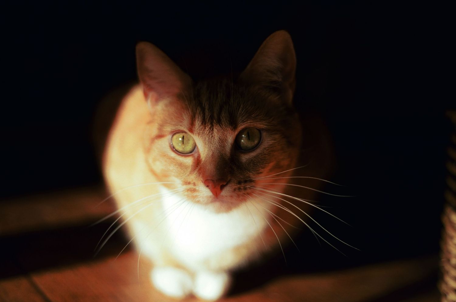 Close-up portrait of an orange and white tabby cat illuminated by warm light against a dark background.
