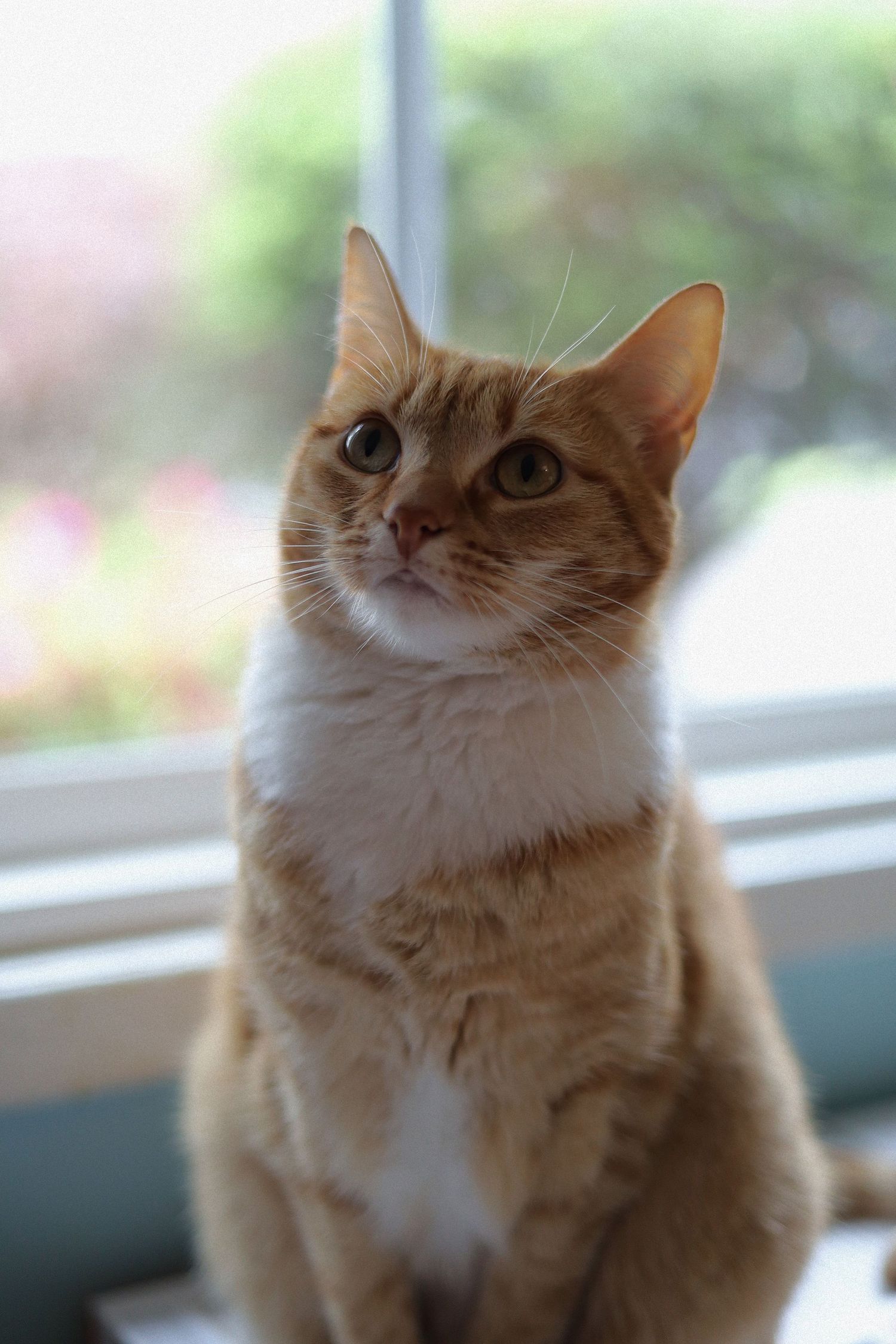 An orange and white tabby cat sits near a bright window with a blurred garden in the background.