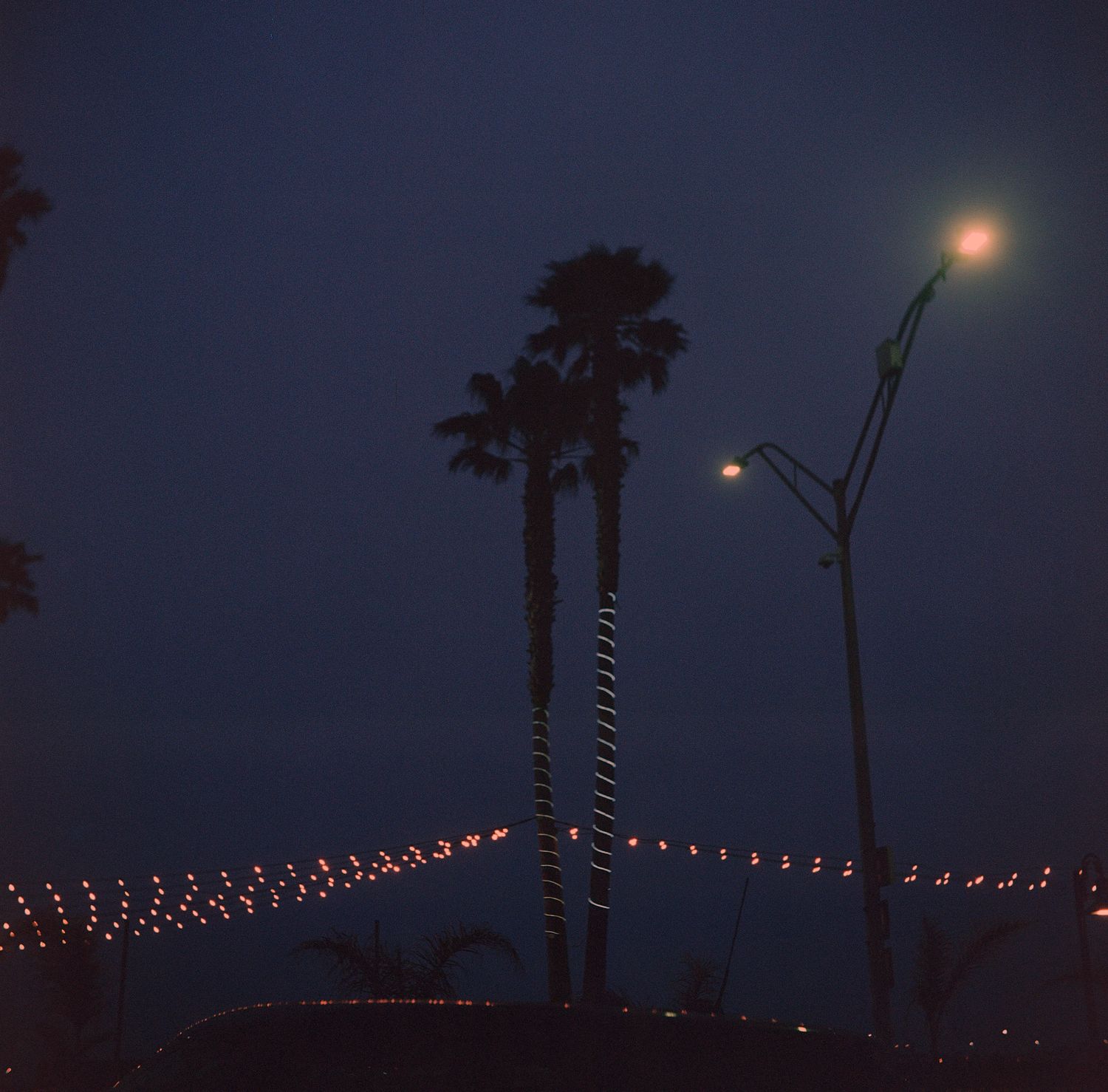 Palm trees wrapped in red lights stand beneath a foggy night sky with glowing street lamps.