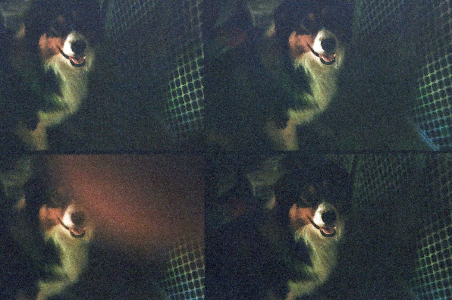 A collage of four dark photos showing a black and white dog looking up with mouth open.