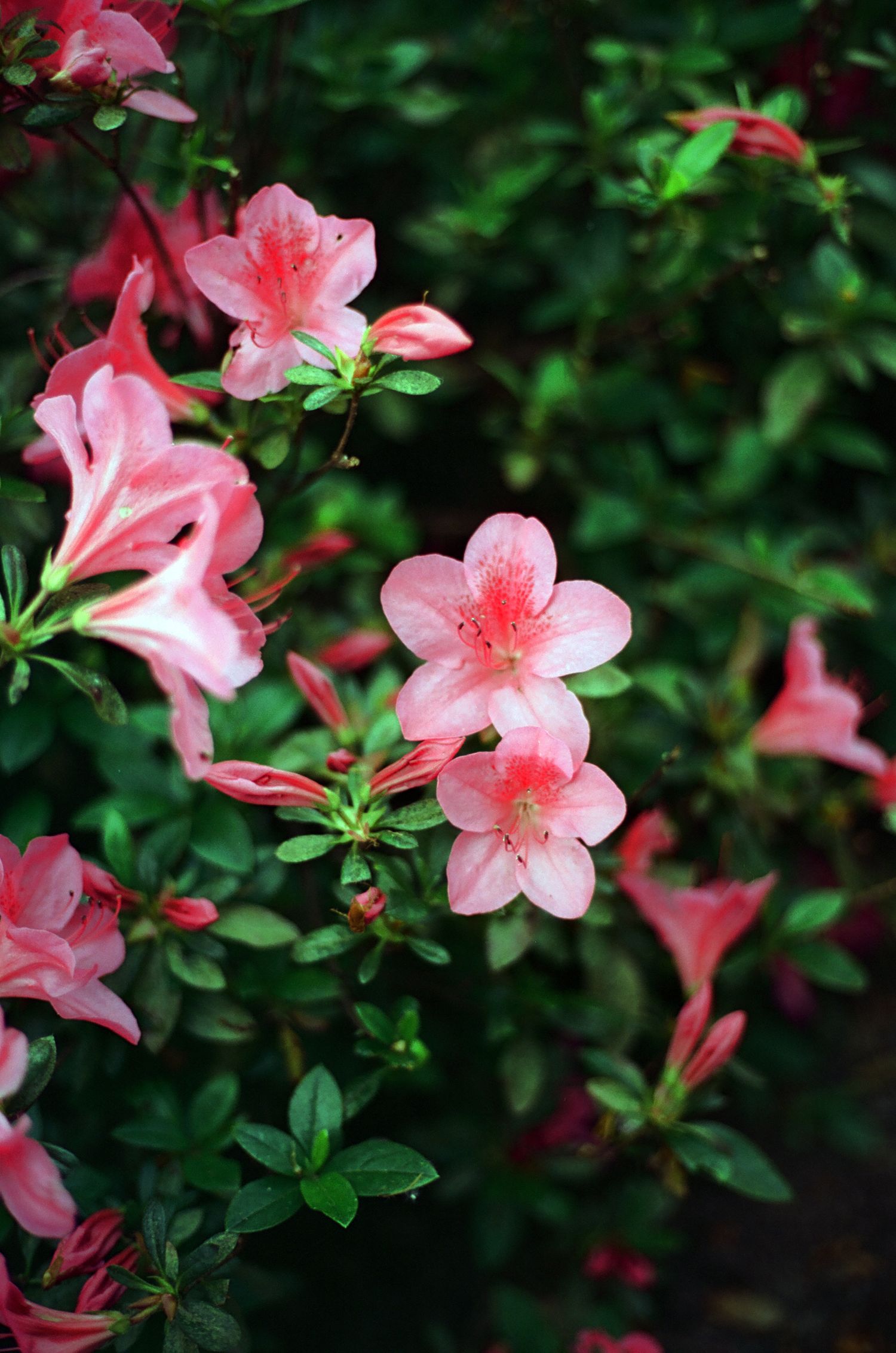 Delicate pink azalea flowers in full bloom against a lush green leafy background.