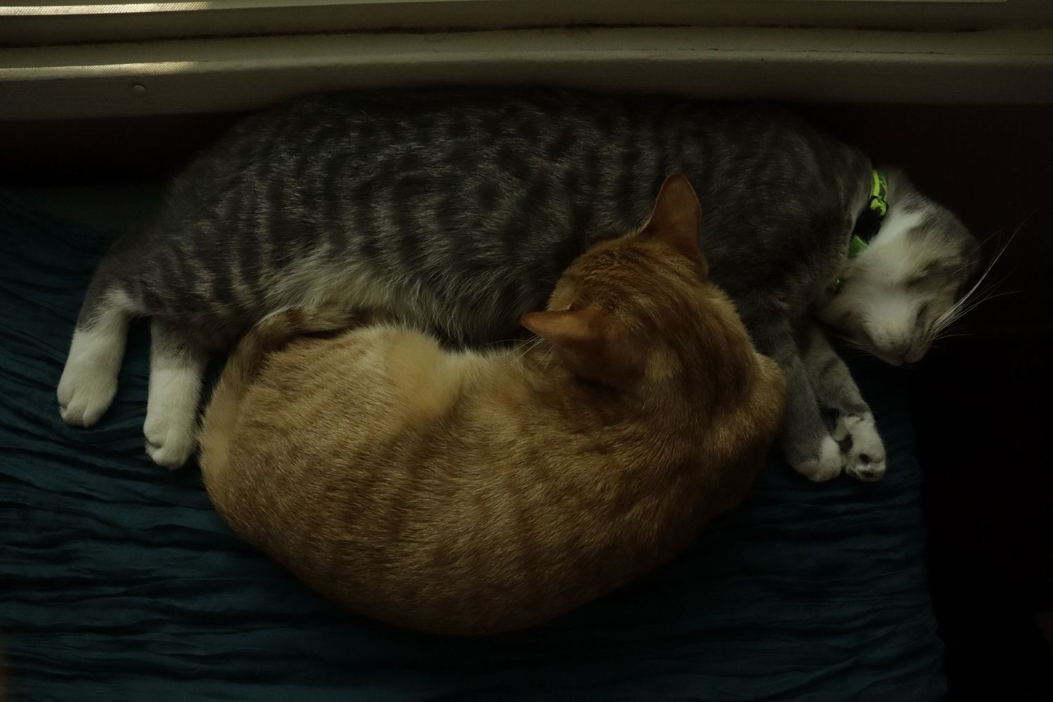 Two cats, one tabby and one orange, curled up sleeping together on a blue surface.