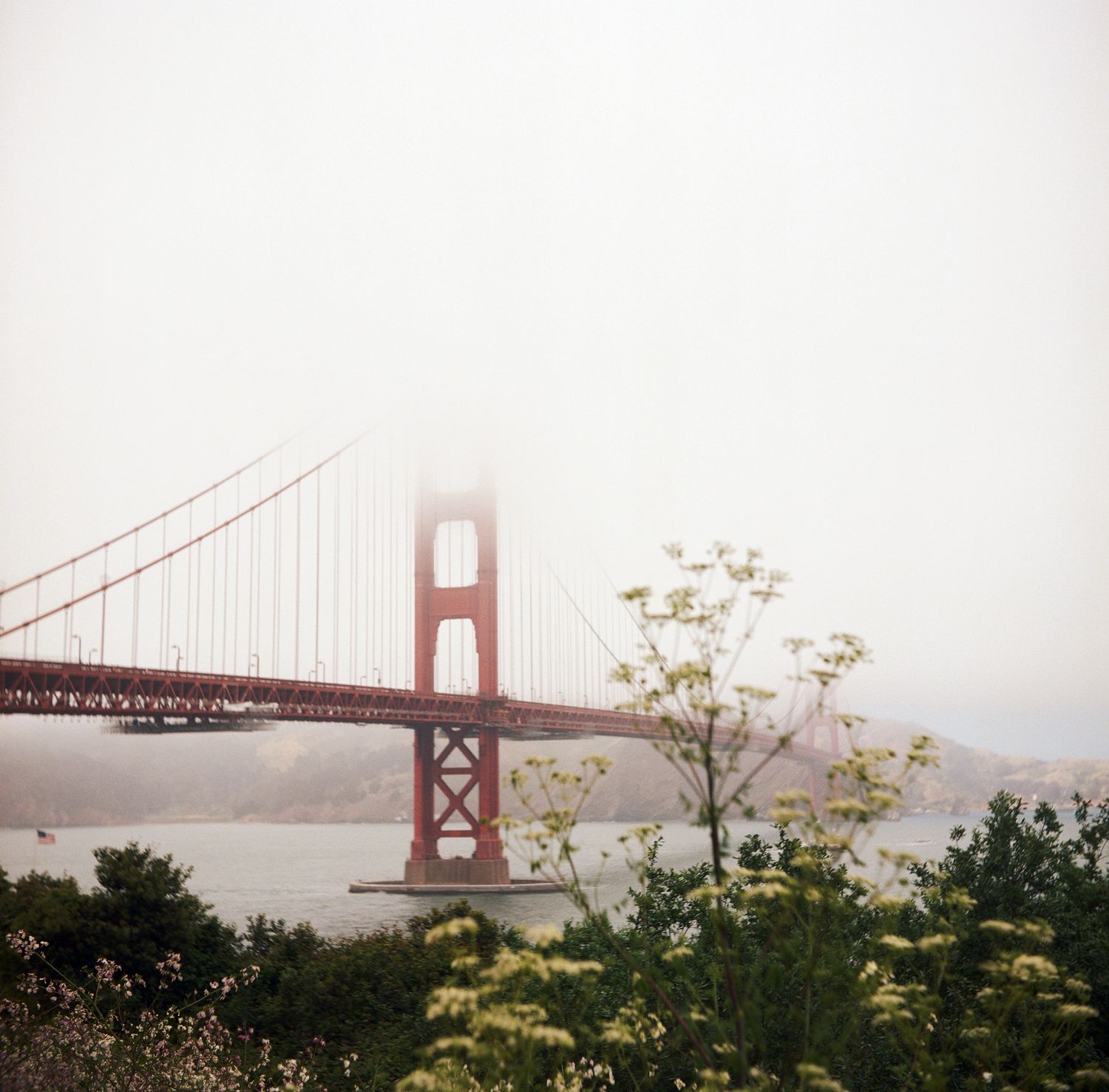 The iconic Golden Gate Bridge shrouded in fog with wildflowers in the foreground.