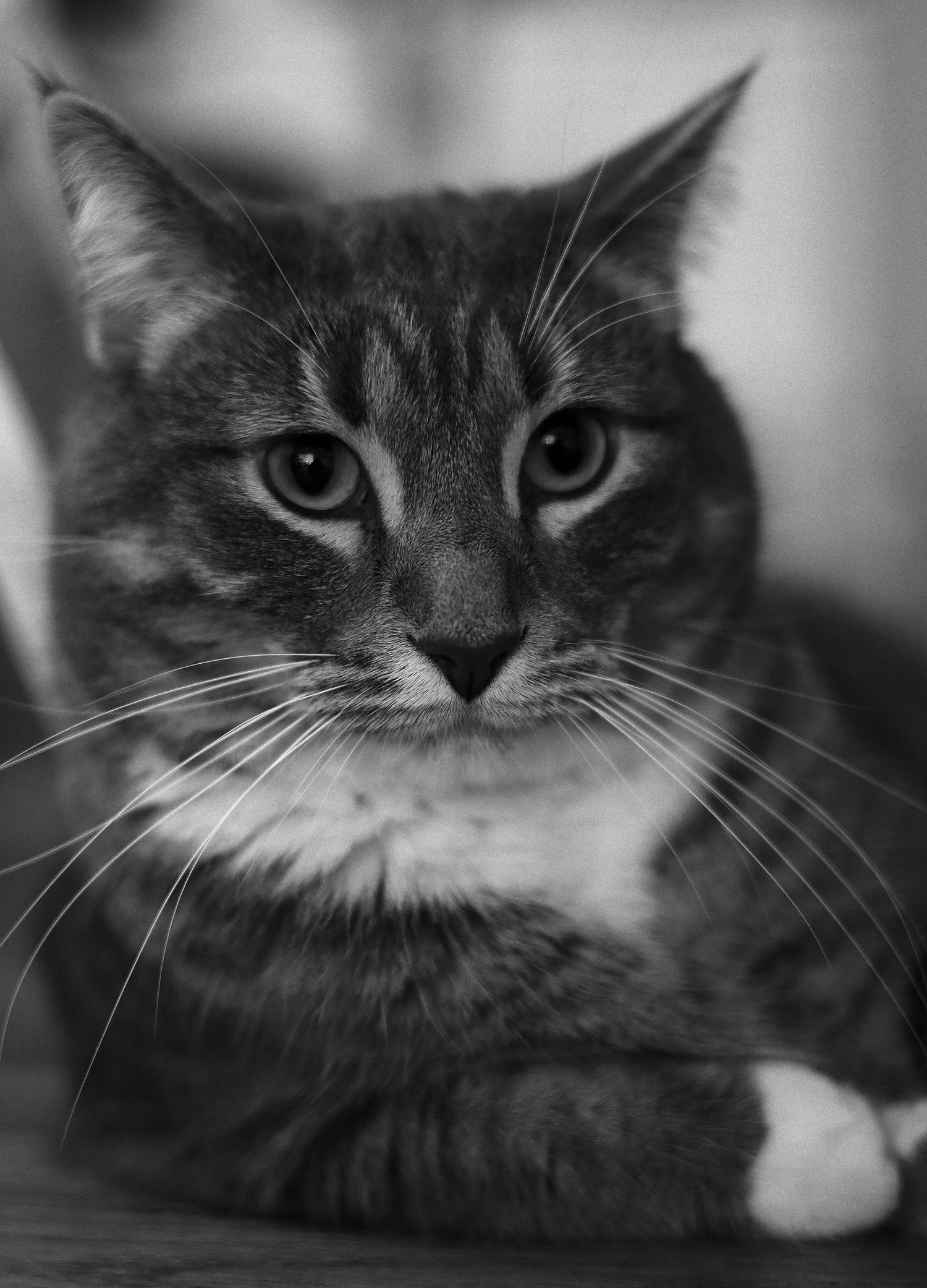 A close-up black and white portrait of a tabby cat with striking eyes and long whiskers.