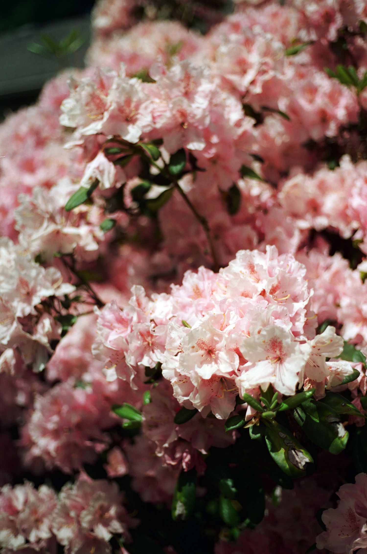 A lush cluster of soft pink azalea flowers blooming in bright sunlight with green leaves.